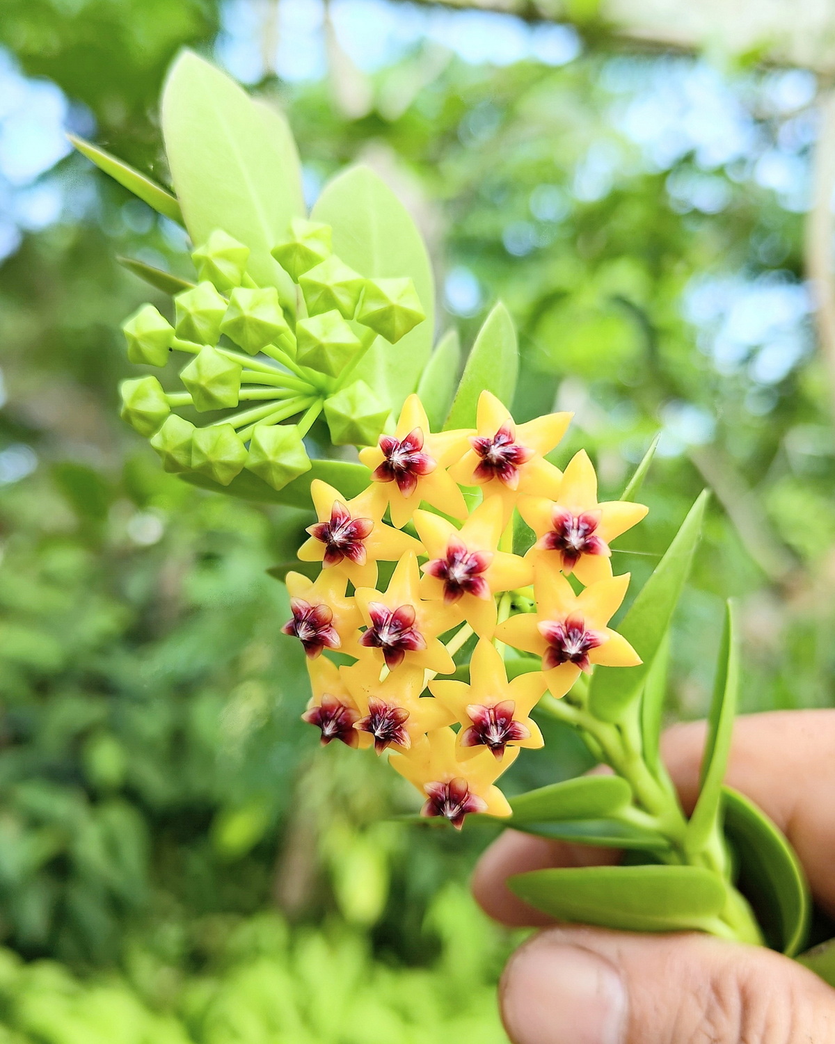 𝘏𝘰𝘺𝘢 𝘥𝘦𝘯𝘴𝘪𝘧𝘰𝘭𝘪𝘢 密葉毬蘭