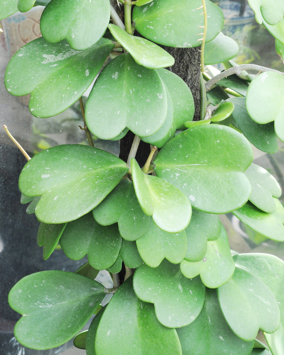 𝘏𝘰𝘺𝘢 𝘬𝘦𝘳𝘳𝘪𝘪 心葉毬蘭