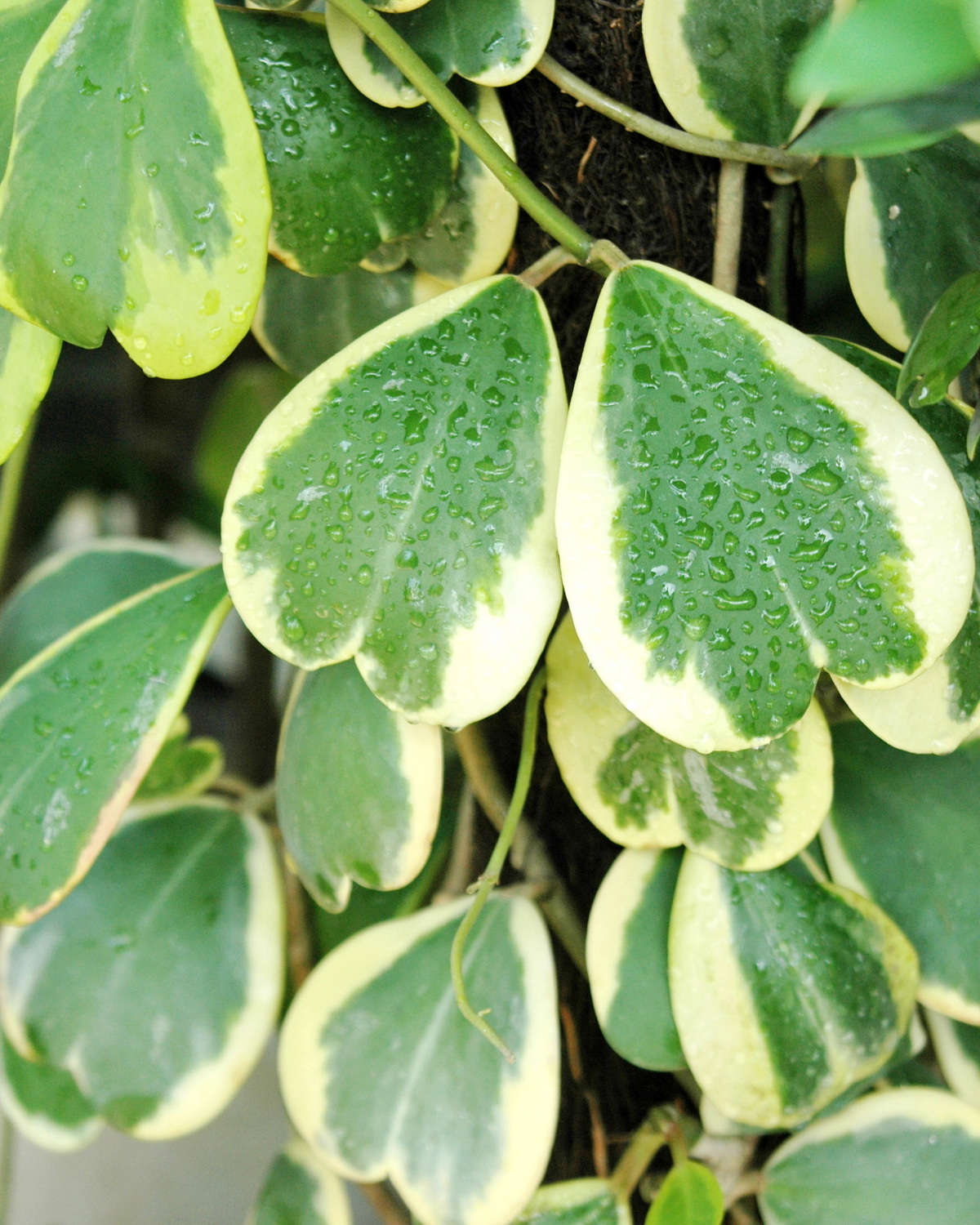 𝘏𝘰𝘺𝘢 𝘬𝘦𝘳𝘳𝘪𝘪 ‘Variegata’ 鑲邊心葉毬蘭