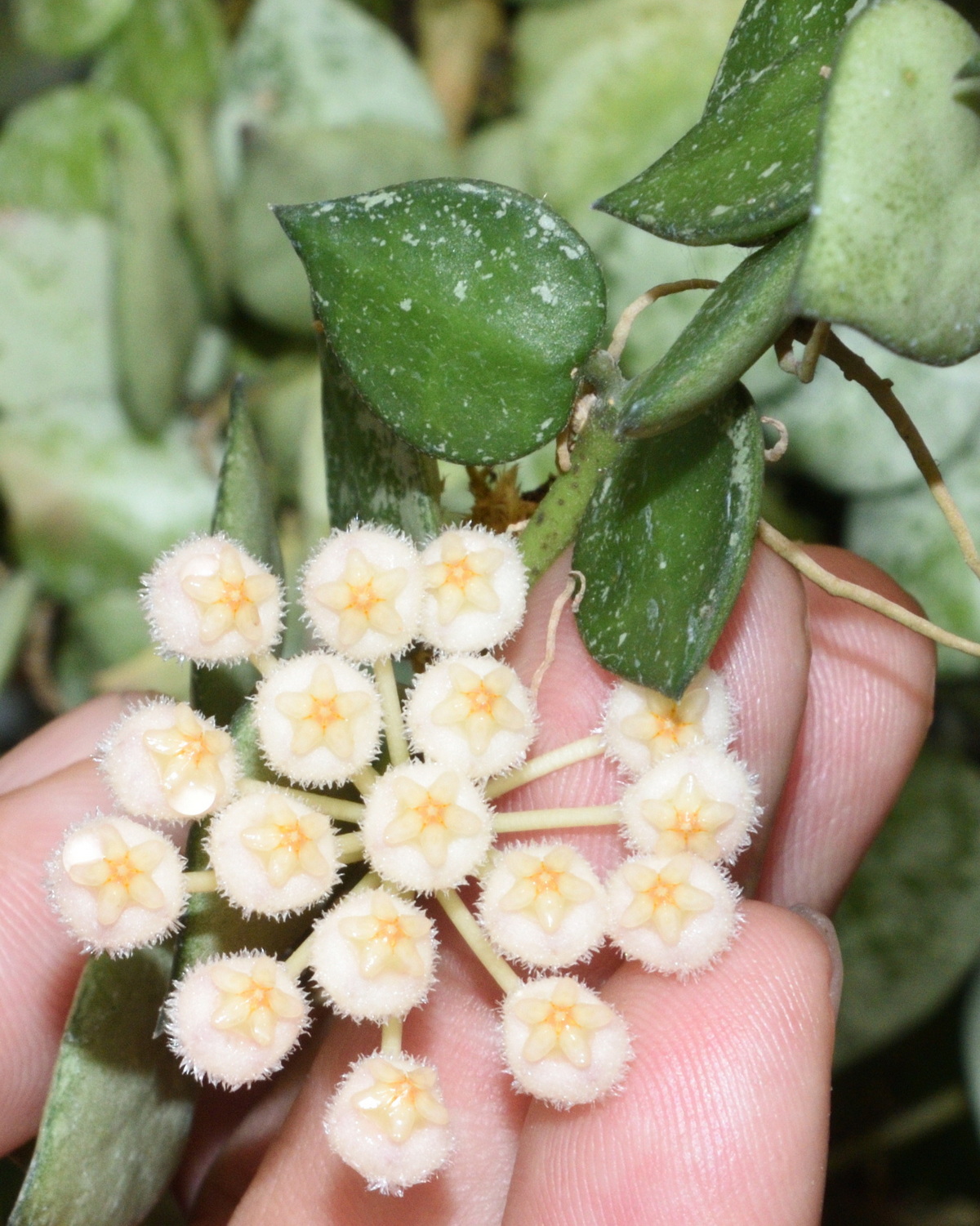 𝘏𝘰𝘺𝘢 𝘭𝘢𝘤𝘶𝘯𝘰𝘴𝘢 ‘Silver’ 銀葉毛帽毬蘭