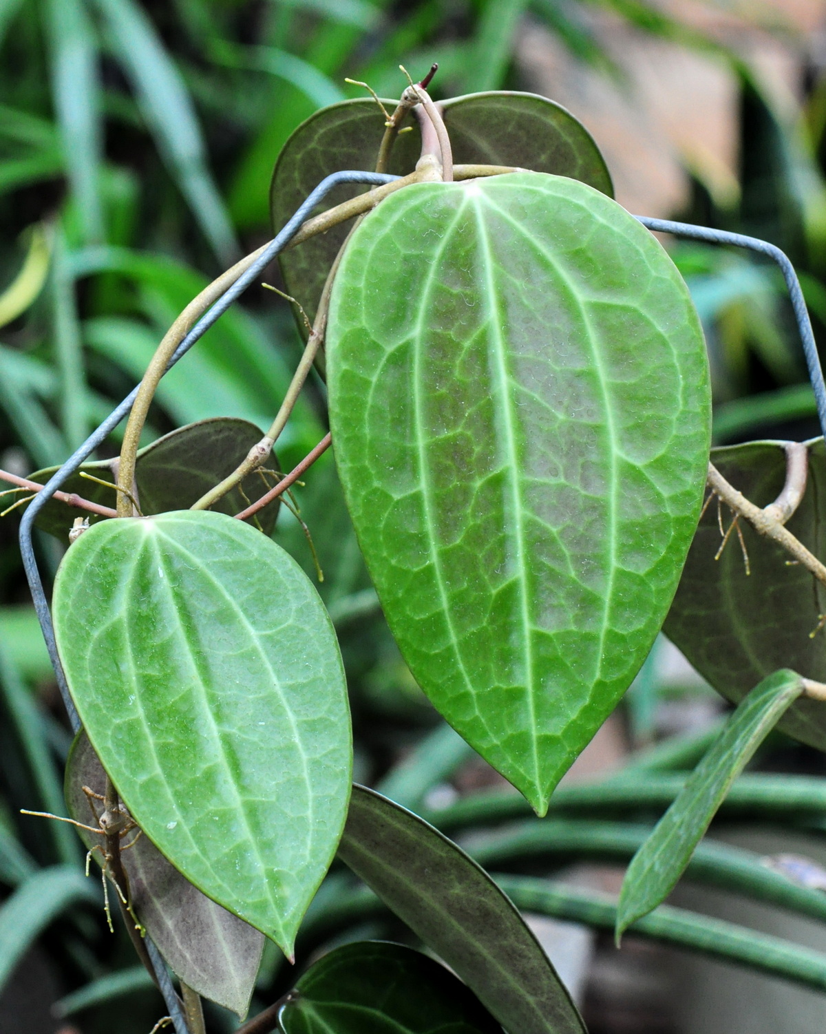 𝘏𝘰𝘺𝘢 𝘮𝘢𝘤𝘳𝘰𝘱𝘩𝘺𝘭𝘭𝘢 大葉毬蘭