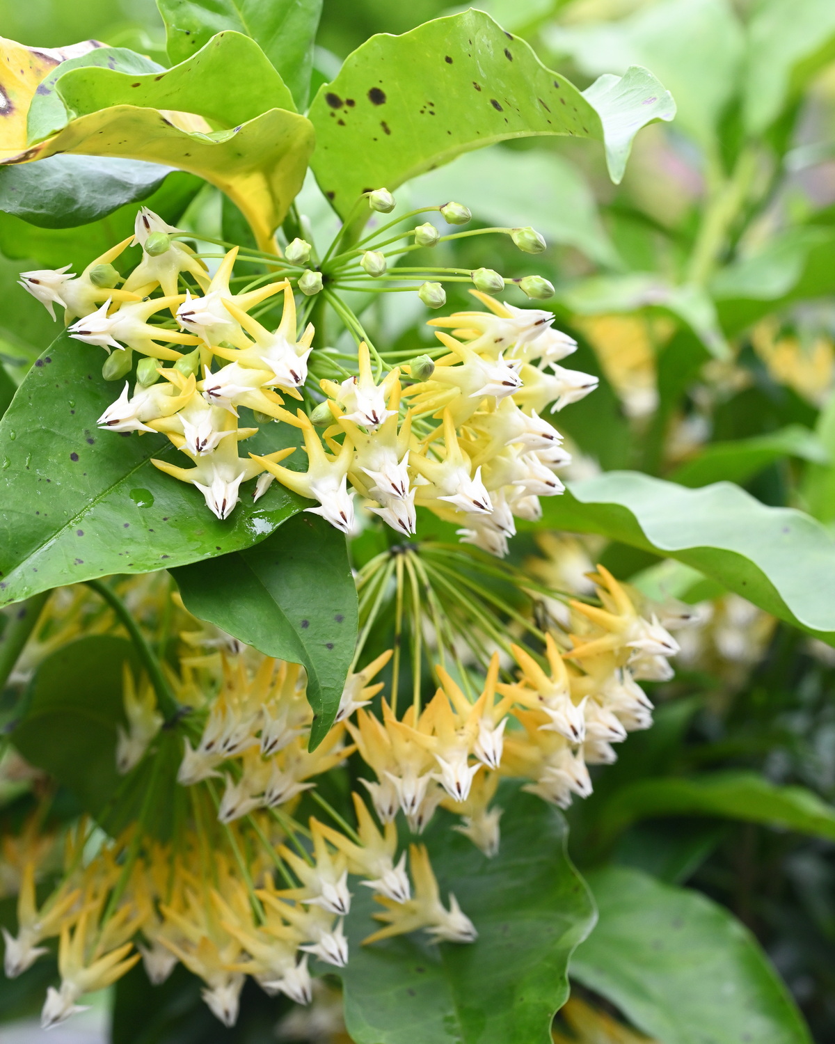 𝘏𝘰𝘺𝘢 𝘮𝘶𝘭𝘵𝘪𝘧𝘭𝘰𝘳𝘢 流星毬蘭