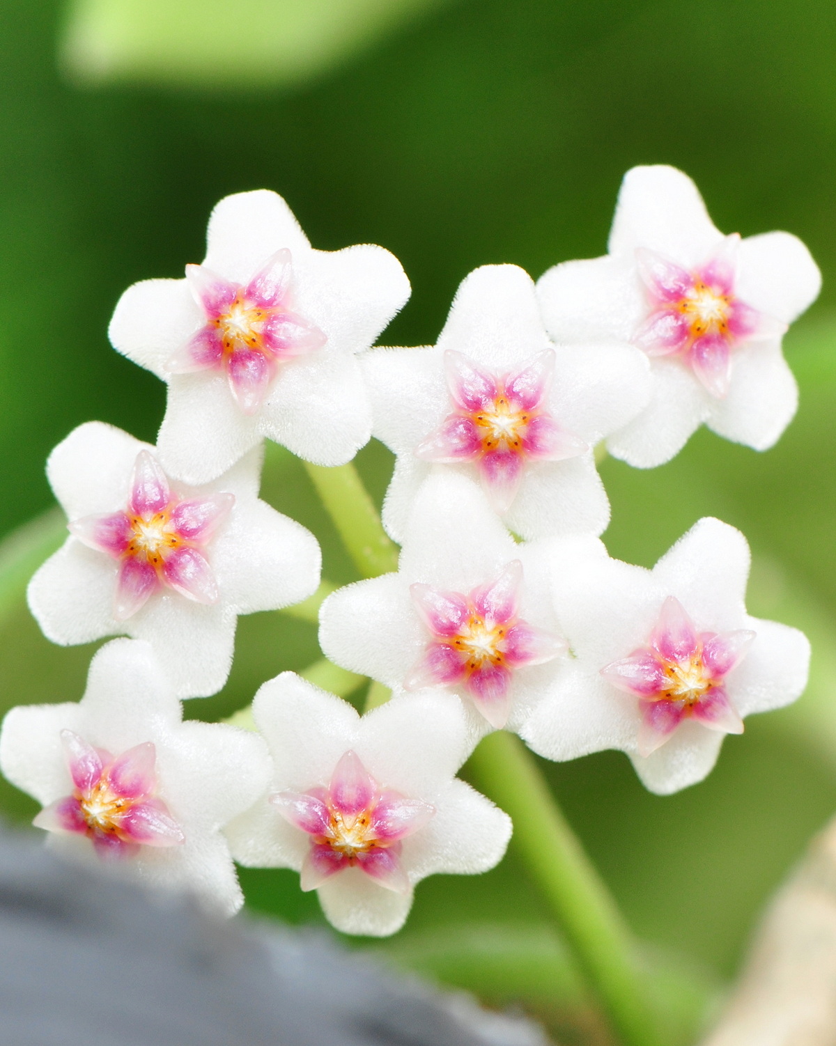 𝘏𝘰𝘺𝘢 𝘯𝘶𝘮𝘮𝘶𝘭𝘢𝘳𝘪𝘰𝘪𝘥𝘦𝘴 錢幣毬蘭