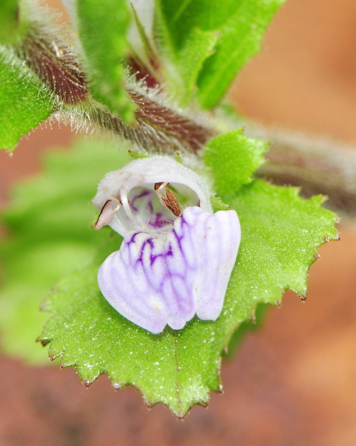 𝘏𝘺𝘨𝘳𝘰𝘱𝘩𝘪𝘭𝘢 𝘥𝘪𝘧𝘧𝘰𝘳𝘮𝘪𝘴 異葉水蓑衣