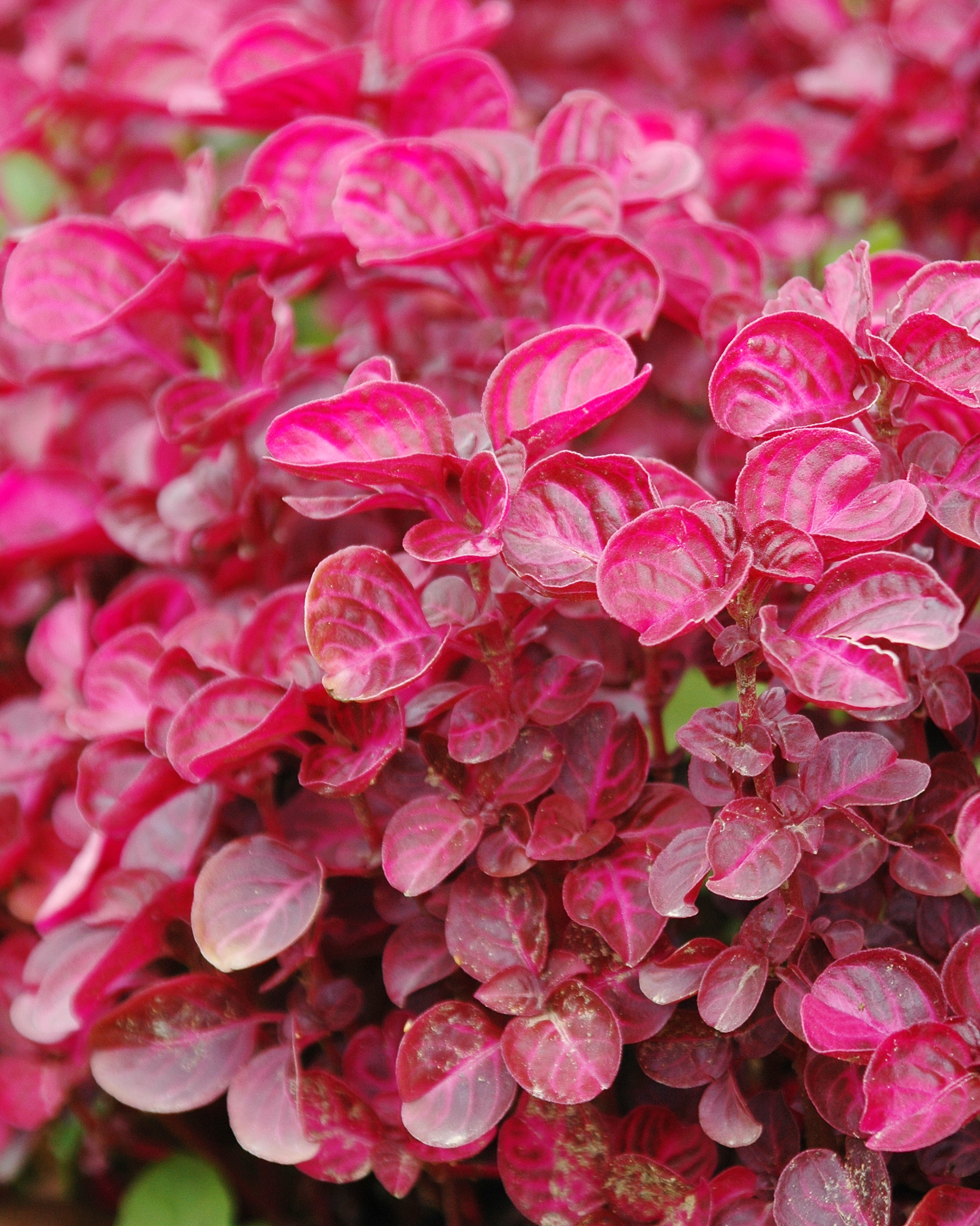 𝘐𝘳𝘦𝘴𝘪𝘯𝘦 𝘥𝘪𝘧𝘧𝘶𝘴𝘢 f. 𝘩𝘦𝘳𝘣𝘴𝘵𝘪𝘪 圓葉洋莧