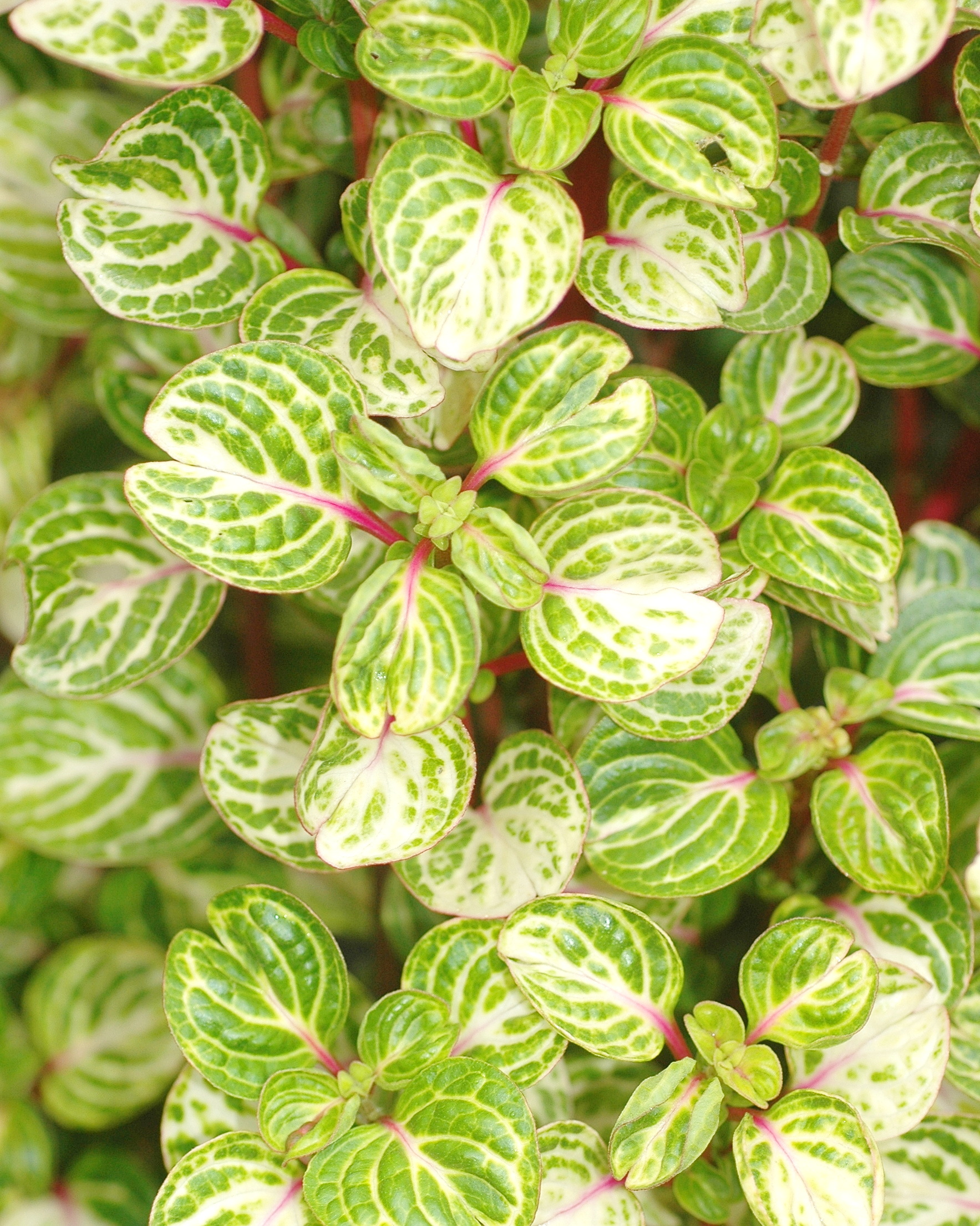 𝘐𝘳𝘦𝘴𝘪𝘯𝘦 𝘥𝘪𝘧𝘧𝘶𝘴𝘢 f. 𝘩𝘦𝘳𝘣𝘴𝘵𝘪𝘪 ‘Aureoreticulata’ 黃脈圓葉洋莧