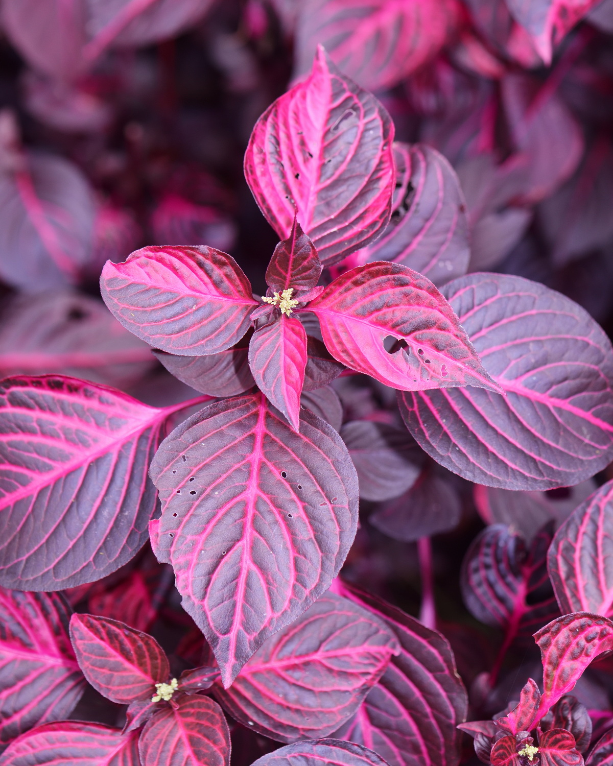 𝘐𝘳𝘦𝘴𝘪𝘯𝘦 𝘥𝘪𝘧𝘧𝘶𝘴𝘢 f. 𝘩𝘦𝘳𝘣𝘴𝘵𝘪𝘪 ‘Brilliantissima’ 尖葉洋莧