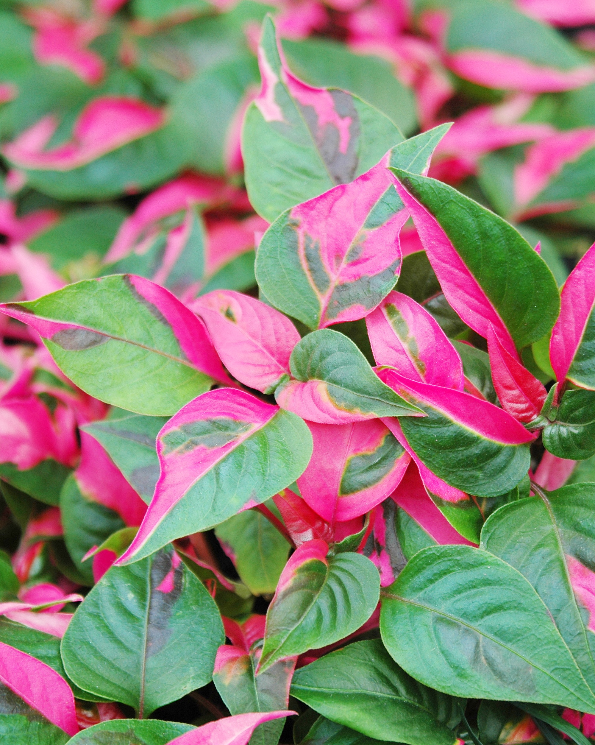 Iresine 'Party Time'