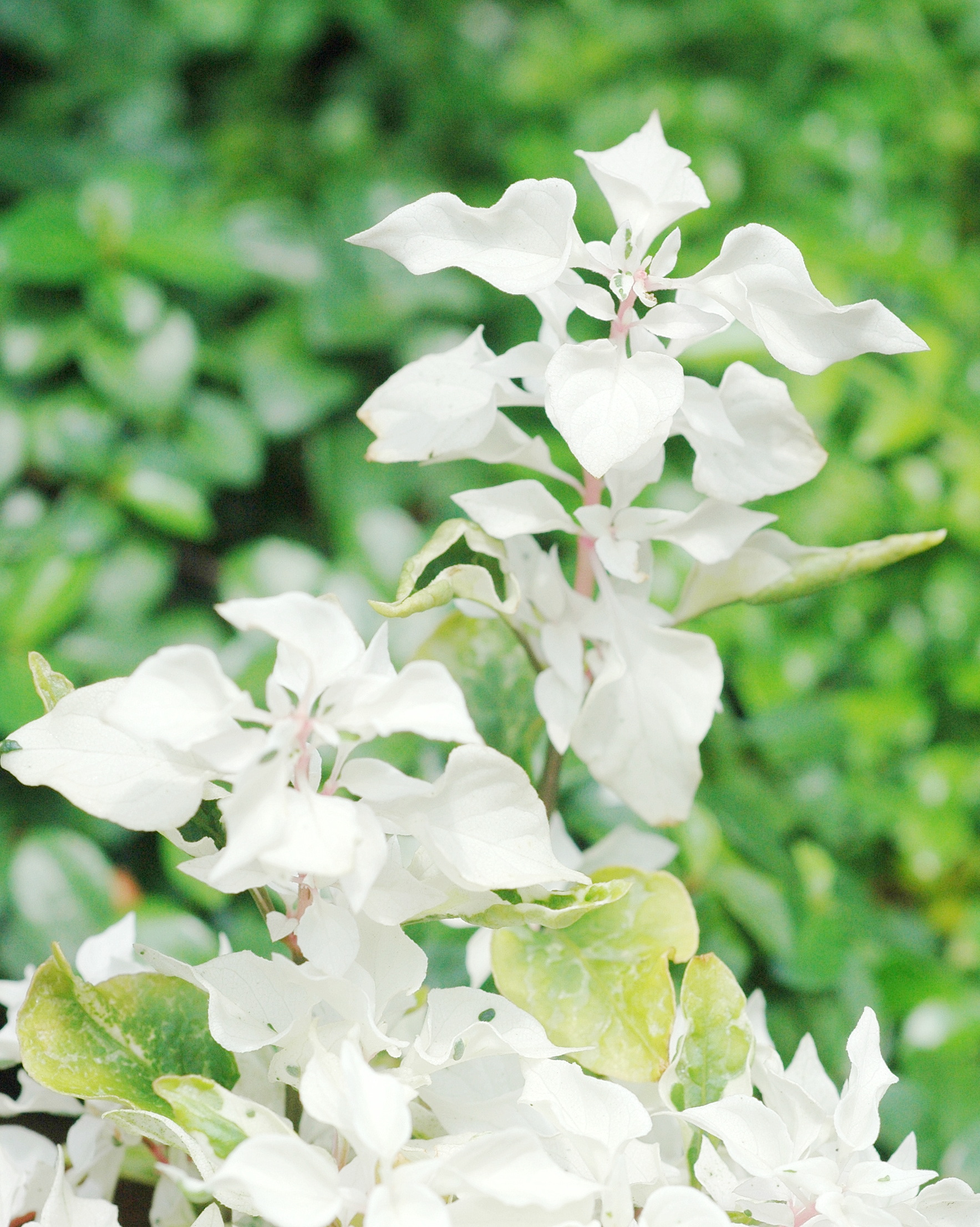 Iresine 'Snow on the Mountain'