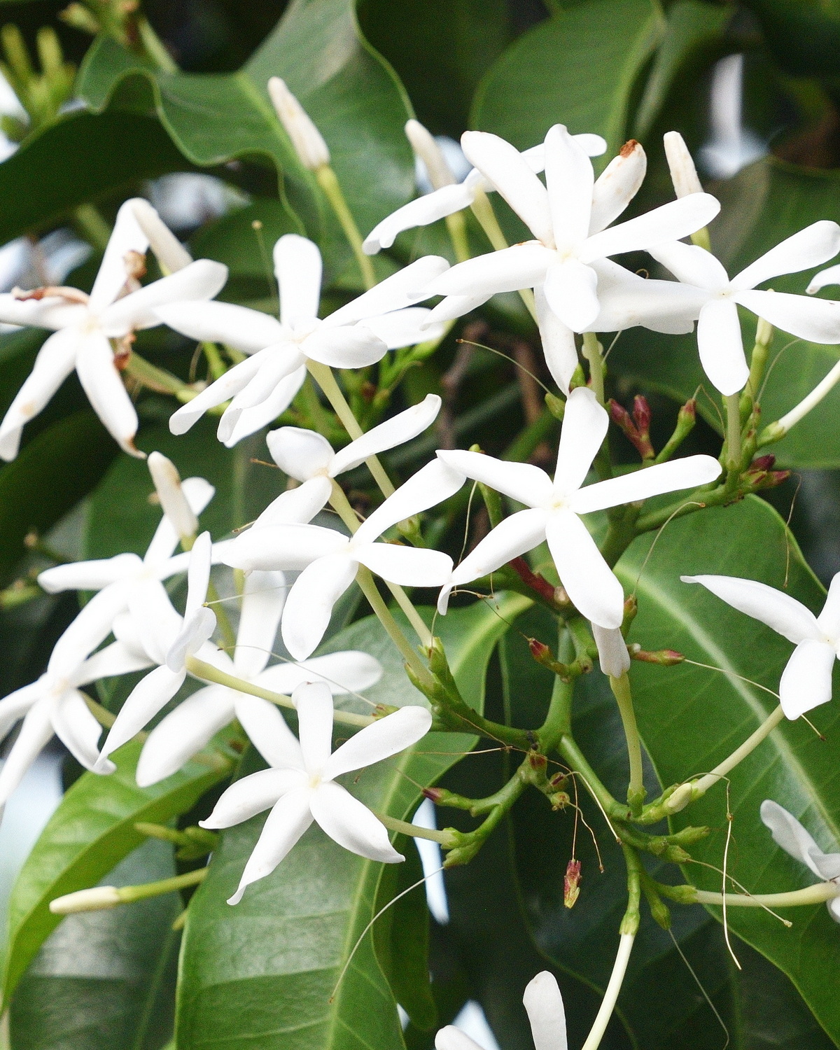 𝘒𝘰𝘱𝘴𝘪𝘢 𝘢𝘳𝘣𝘰𝘳𝘦𝘢 蕊木