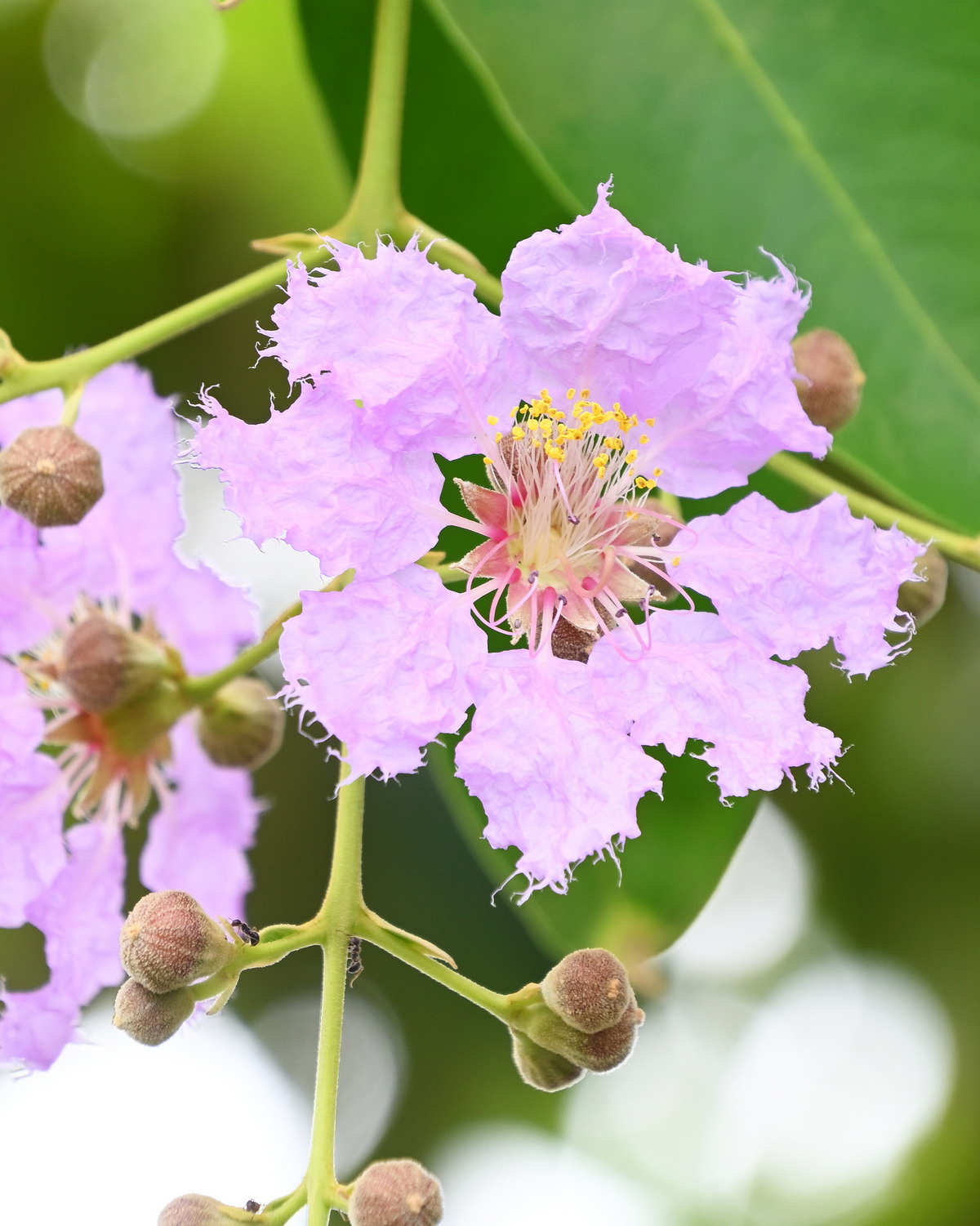 Lagerstroemia loudonii