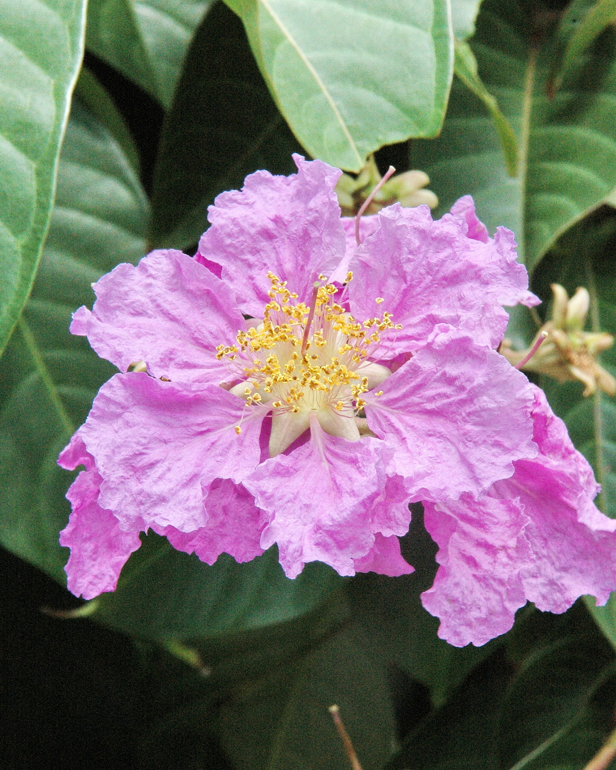 𝘓𝘢𝘨𝘦𝘳𝘴𝘵𝘳𝘰𝘦𝘮𝘪𝘢 𝘴𝘱𝘦𝘤𝘪𝘰𝘴𝘢 大花紫薇