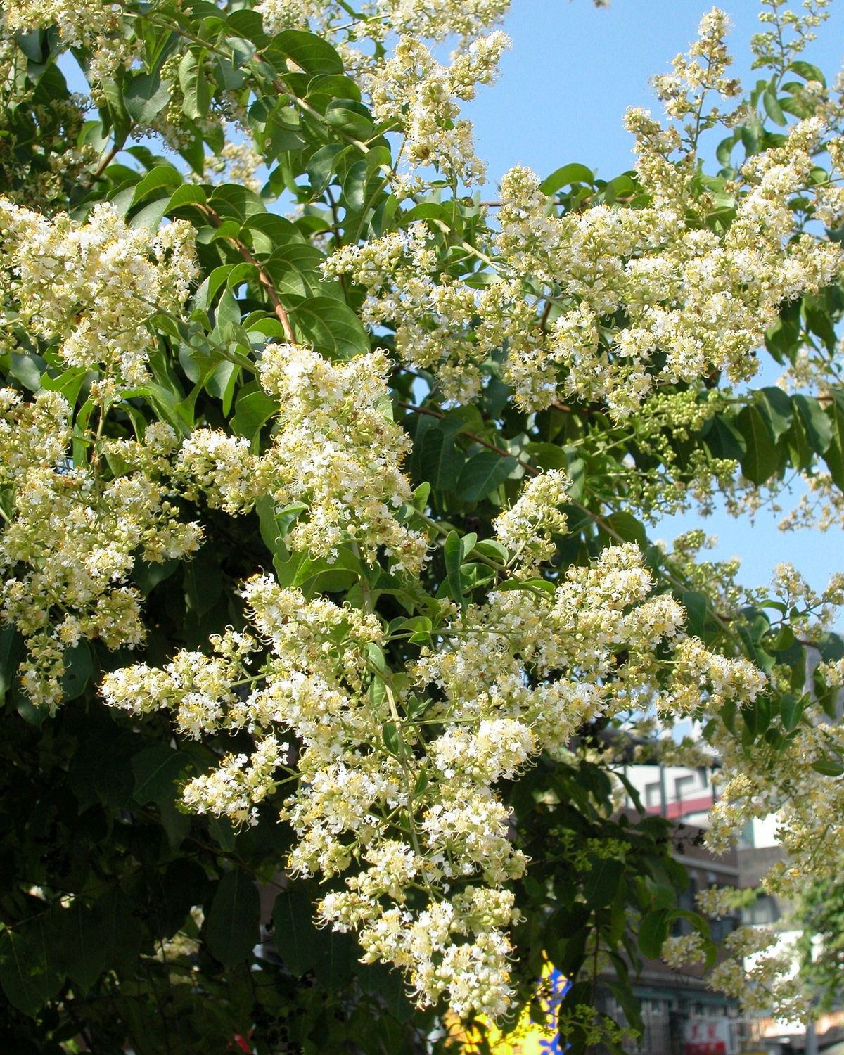 Lagerstroemia subcostata
