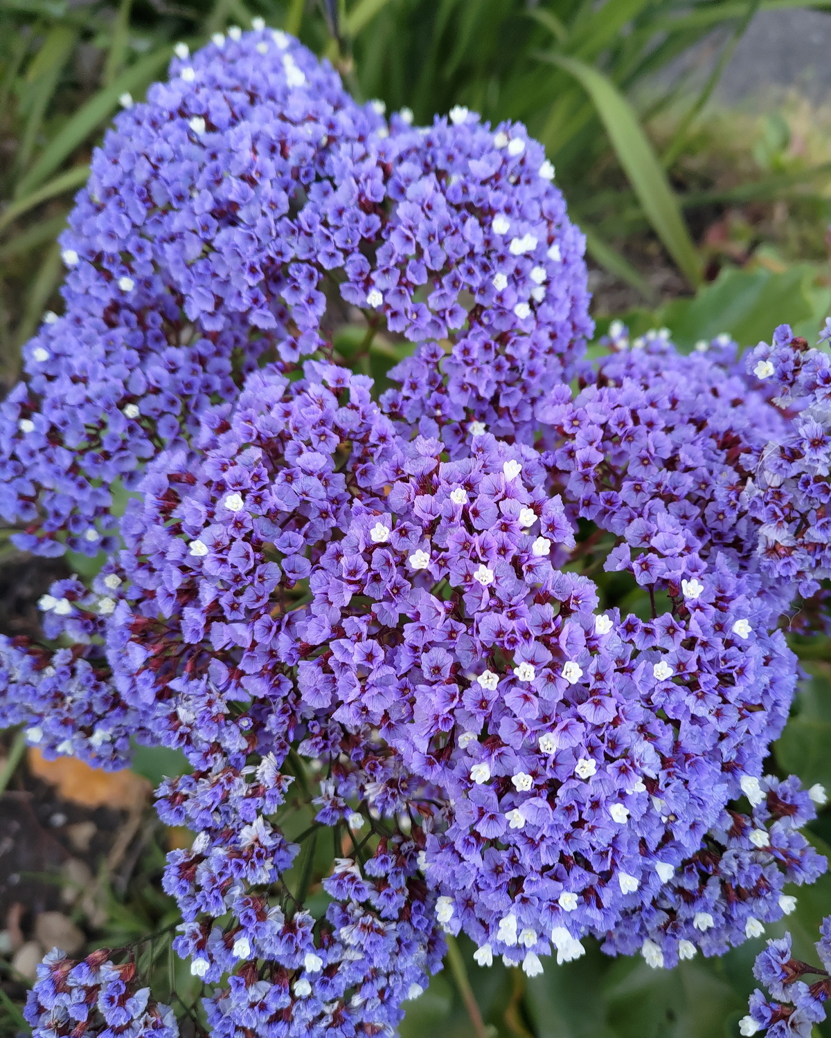 𝘓𝘪𝘮𝘰𝘯𝘪𝘶𝘮 𝘱𝘦𝘳𝘦𝘻𝘪𝘪 培瑞茲補血草