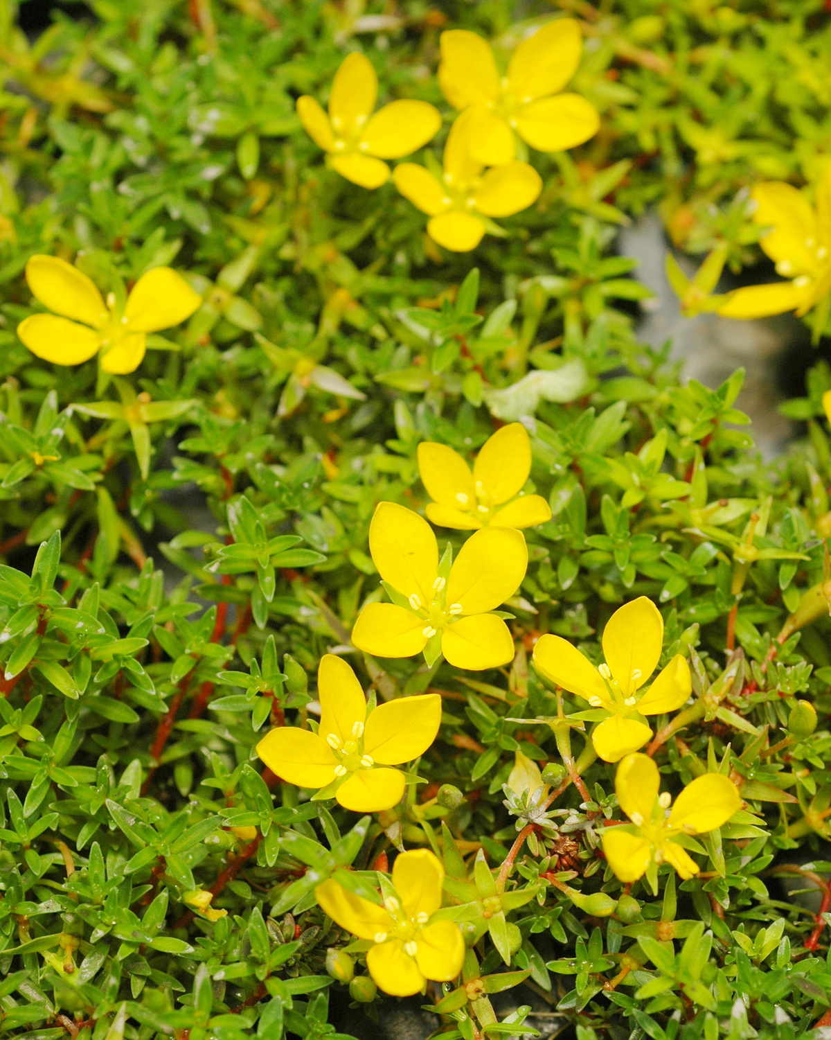 𝘓𝘶𝘥𝘸𝘪𝘨𝘪𝘢 𝘢𝘳𝘤𝘶𝘢𝘵𝘢  弧葉水丁香