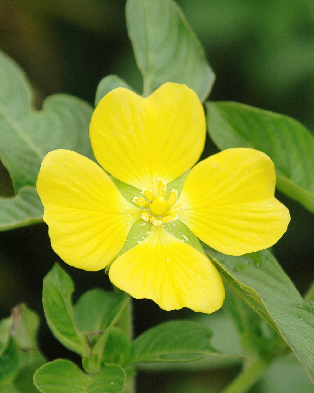 𝘓𝘶𝘥𝘸𝘪𝘨𝘪𝘢 𝘱𝘦𝘳𝘶𝘷𝘪𝘢𝘯𝘢 祕魯水丁香