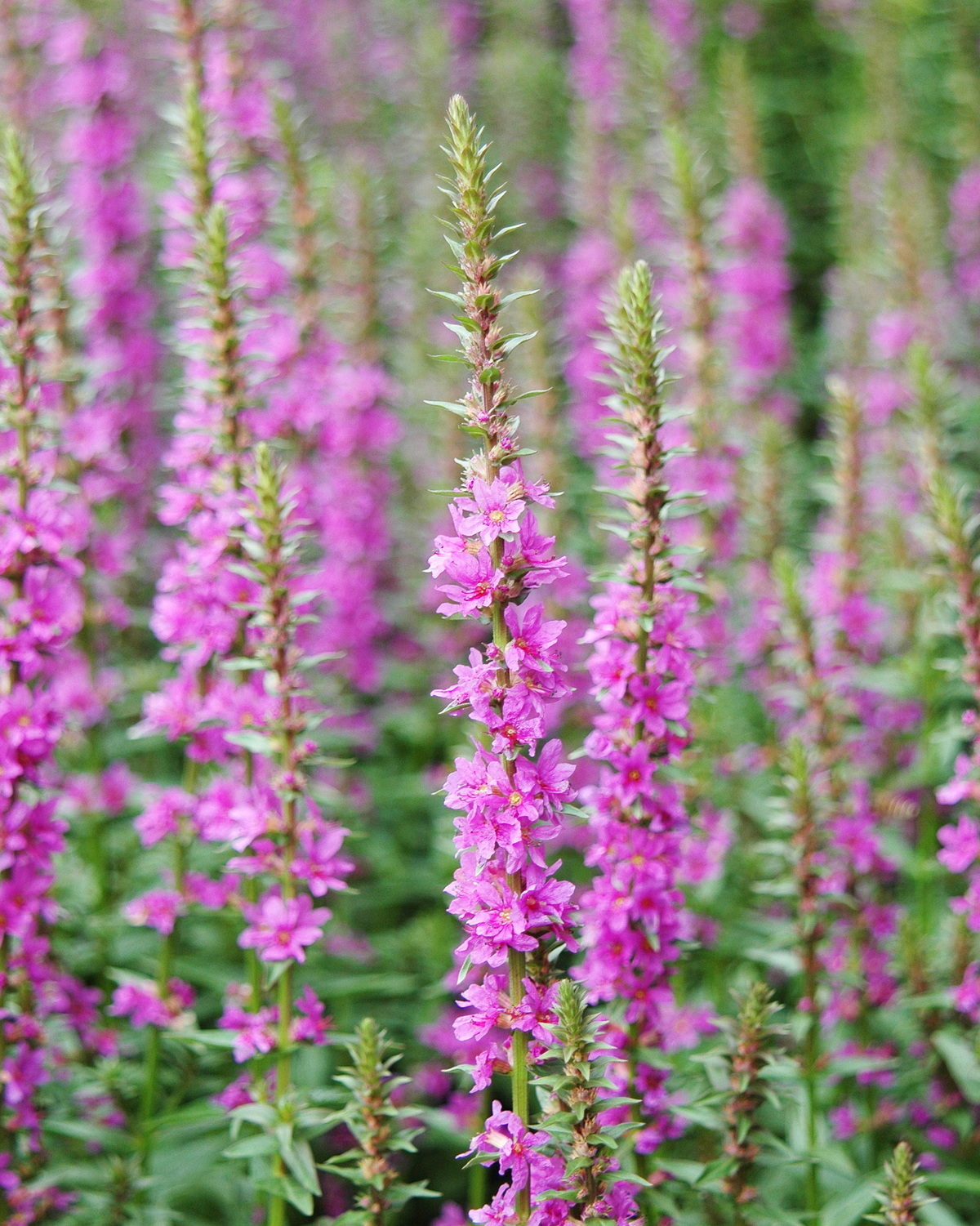 𝘓𝘺𝘵𝘩𝘳𝘶𝘮 𝘴𝘢𝘭𝘪𝘤𝘢𝘳𝘪𝘢 千屈菜