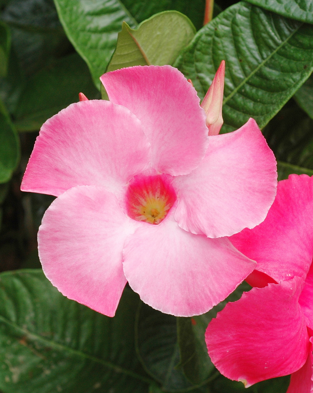 𝘔𝘢𝘯𝘥𝘦𝘷𝘪𝘭𝘭𝘢 × 𝘢𝘮𝘢𝘣𝘪𝘭𝘪𝘴 飄香藤