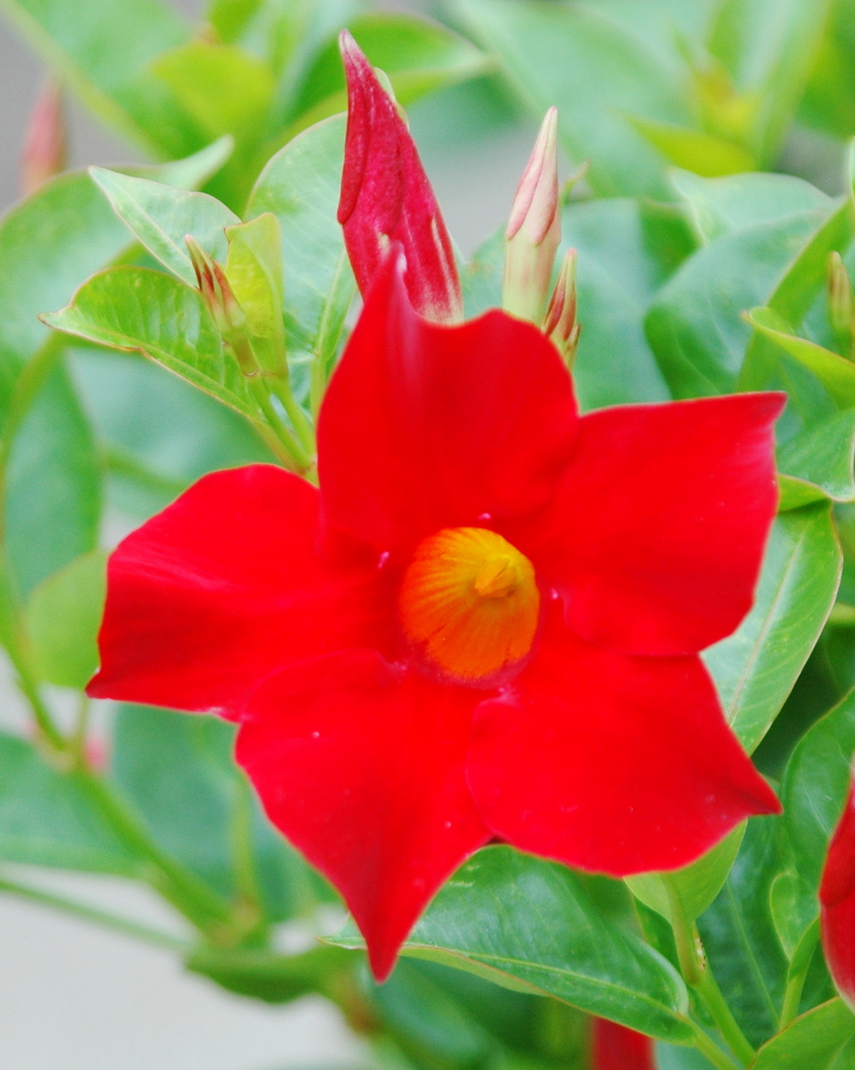 𝘔𝘢𝘯𝘥𝘦𝘷𝘪𝘭𝘭𝘢 𝘴𝘢𝘯𝘥𝘦𝘳𝘪 紅蟬花