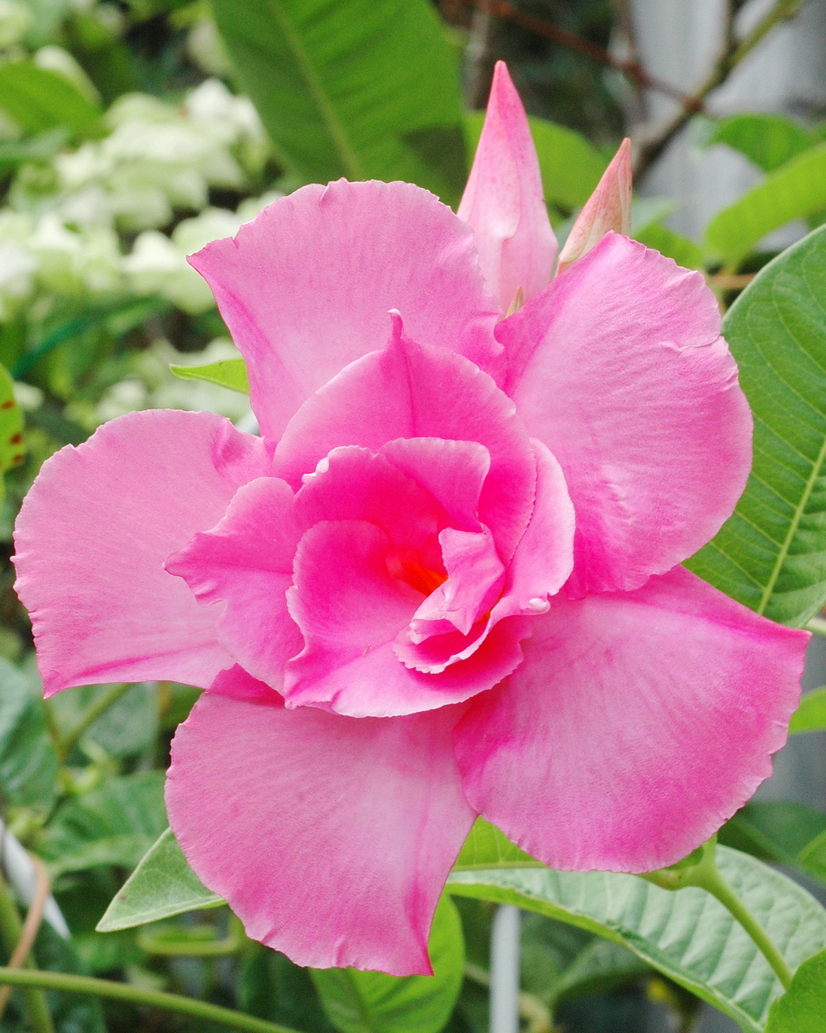 𝘔𝘢𝘯𝘥𝘦𝘷𝘪𝘭𝘭𝘢 Summer Romance™ ‘Double Pink’ 重瓣飄香藤