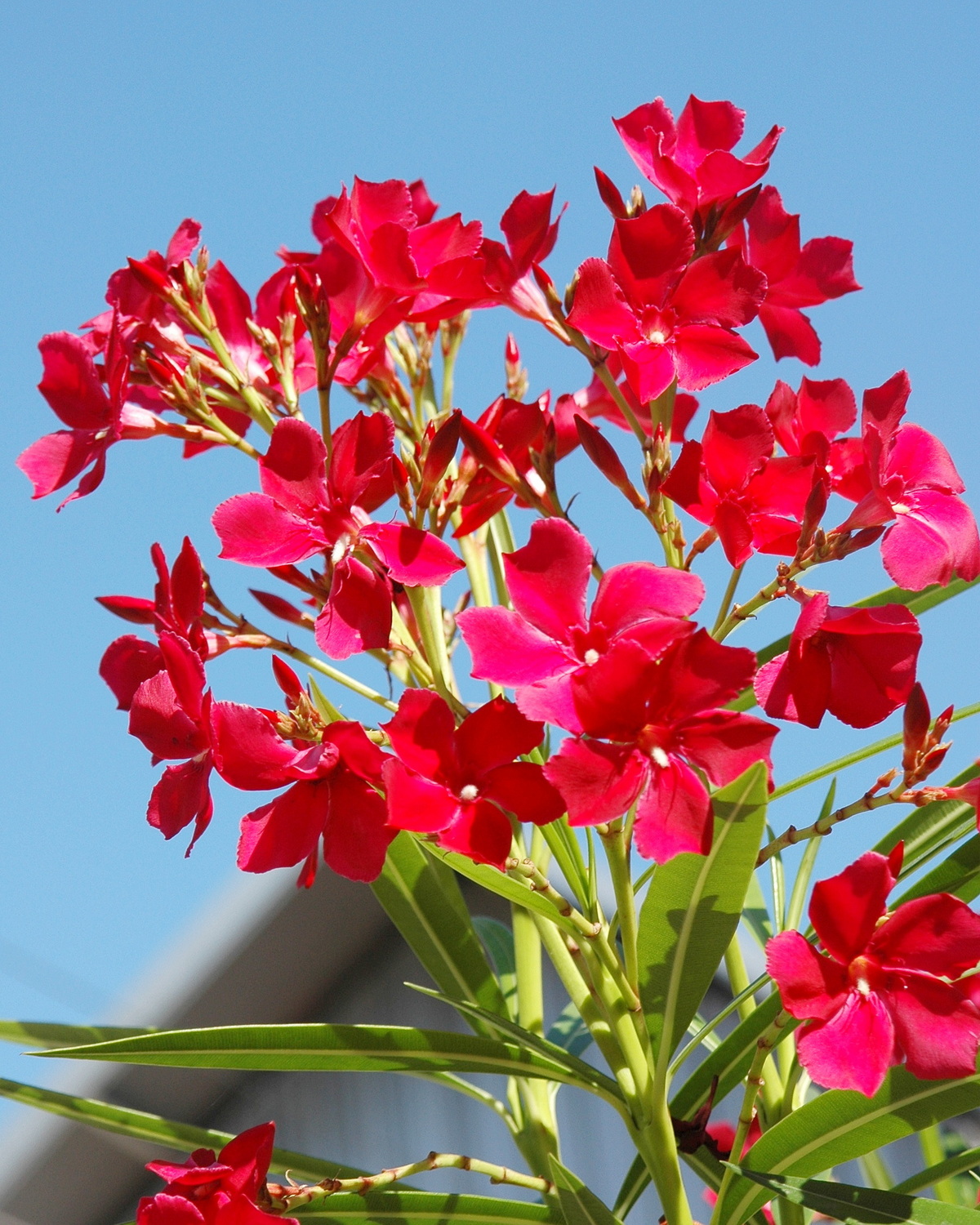 𝘕𝘦𝘳𝘪𝘶𝘮 𝘰𝘭𝘦𝘢𝘯𝘥𝘦𝘳 ‘Red’ 紅花夾竹桃