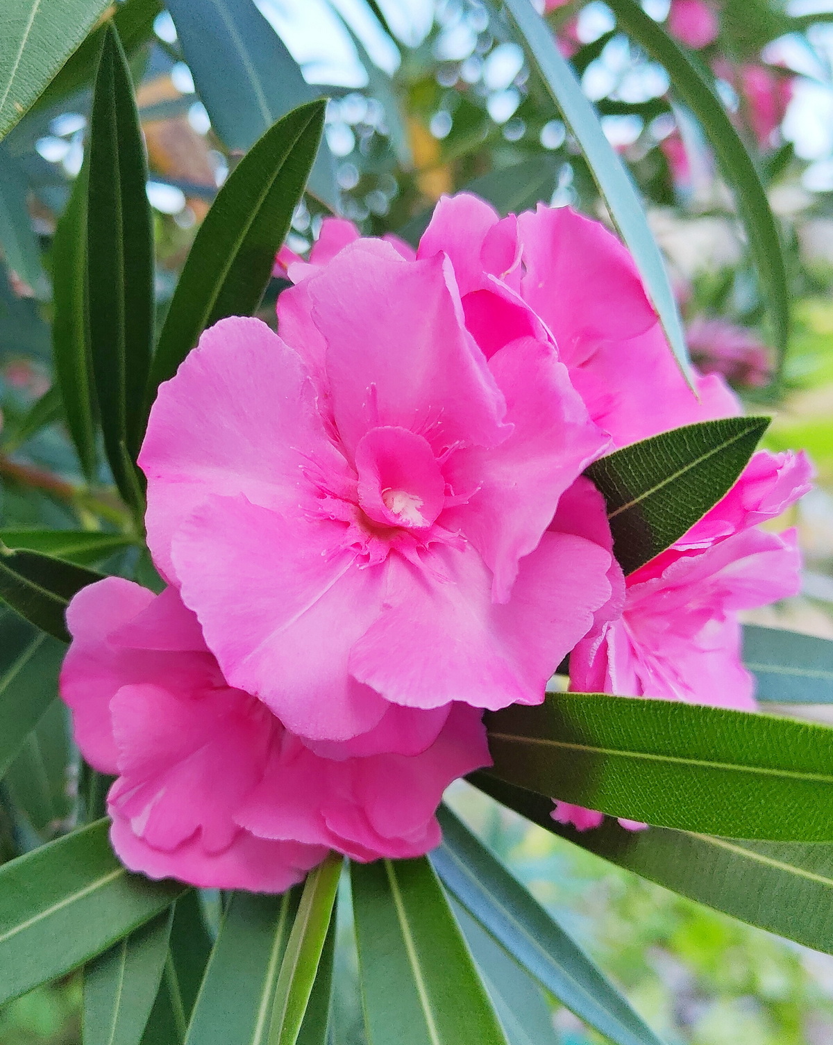 𝘕𝘦𝘳𝘪𝘶𝘮 𝘰𝘭𝘦𝘢𝘯𝘥𝘦𝘳 ‘Roseum Plenum’ 重瓣桃紅夾竹桃