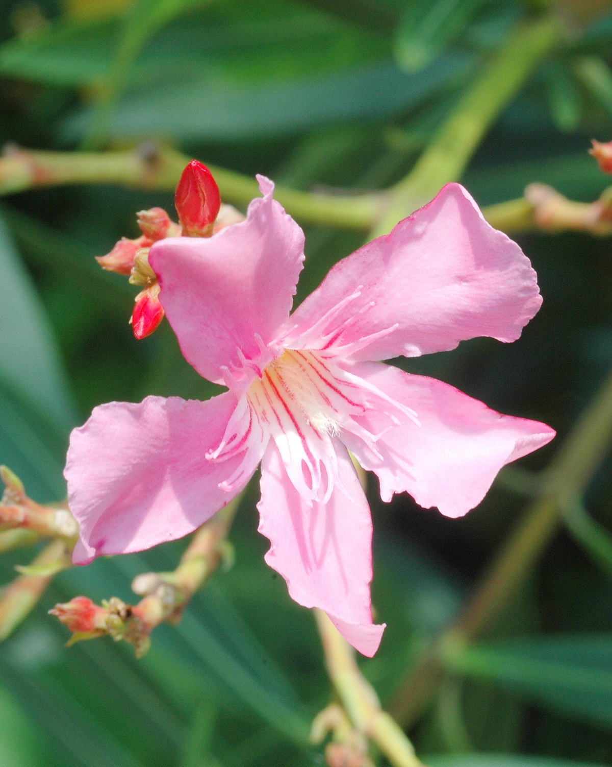 𝘕𝘦𝘳𝘪𝘶𝘮 𝘰𝘭𝘦𝘢𝘯𝘥𝘦𝘳 ‘Sealy Pink’ 席利粉夾竹桃