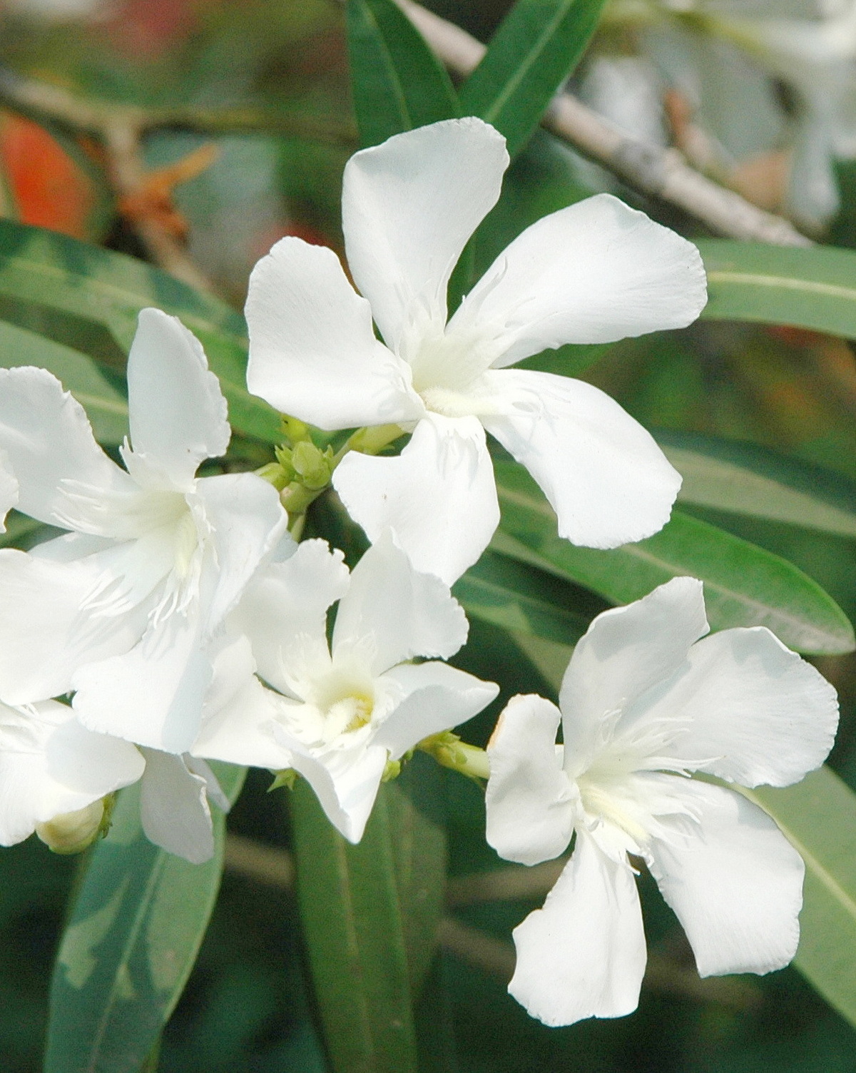 Nerium oleander ‘White’
