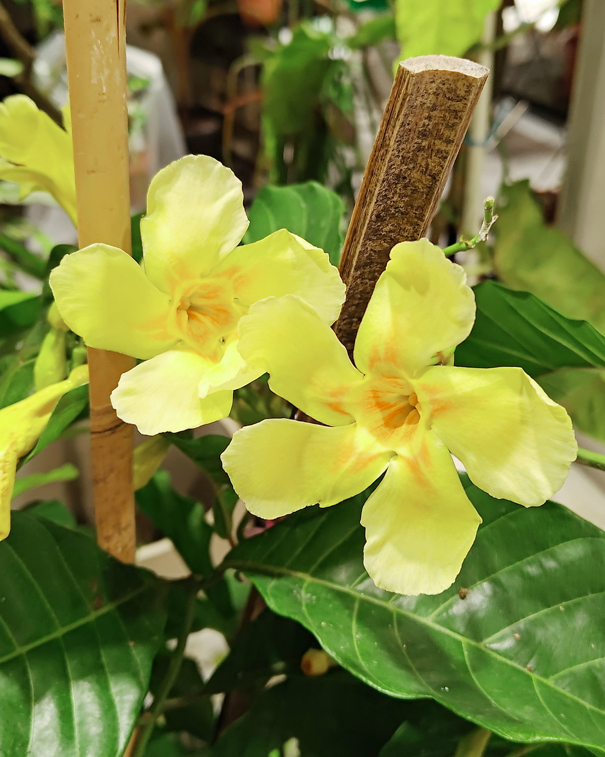 𝘖𝘥𝘰𝘯𝘵𝘢𝘥𝘦𝘯𝘪𝘢 𝘴𝘦𝘮𝘪𝘥𝘪𝘨𝘺𝘯𝘢 星芒藤