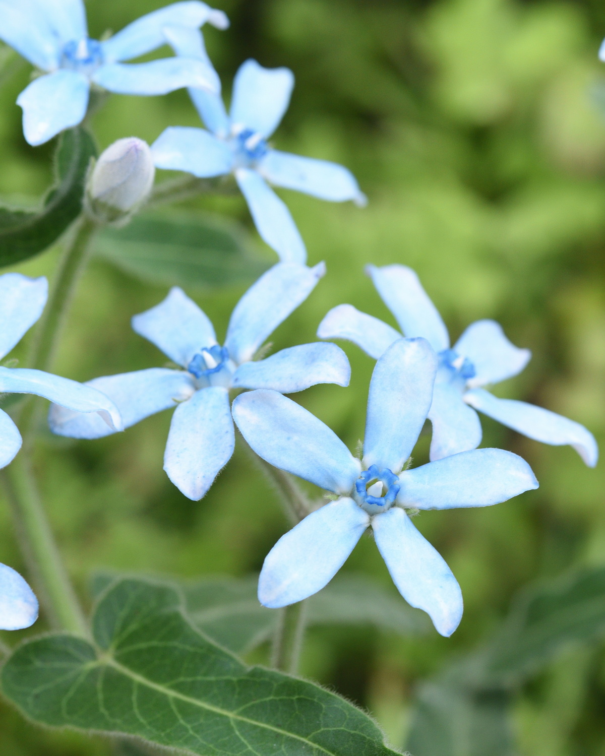 𝘖𝘹𝘺𝘱𝘦𝘵𝘢𝘭𝘶𝘮 𝘤𝘰𝘦𝘳𝘶𝘭𝘦𝘶𝘮 藍尖瓣花