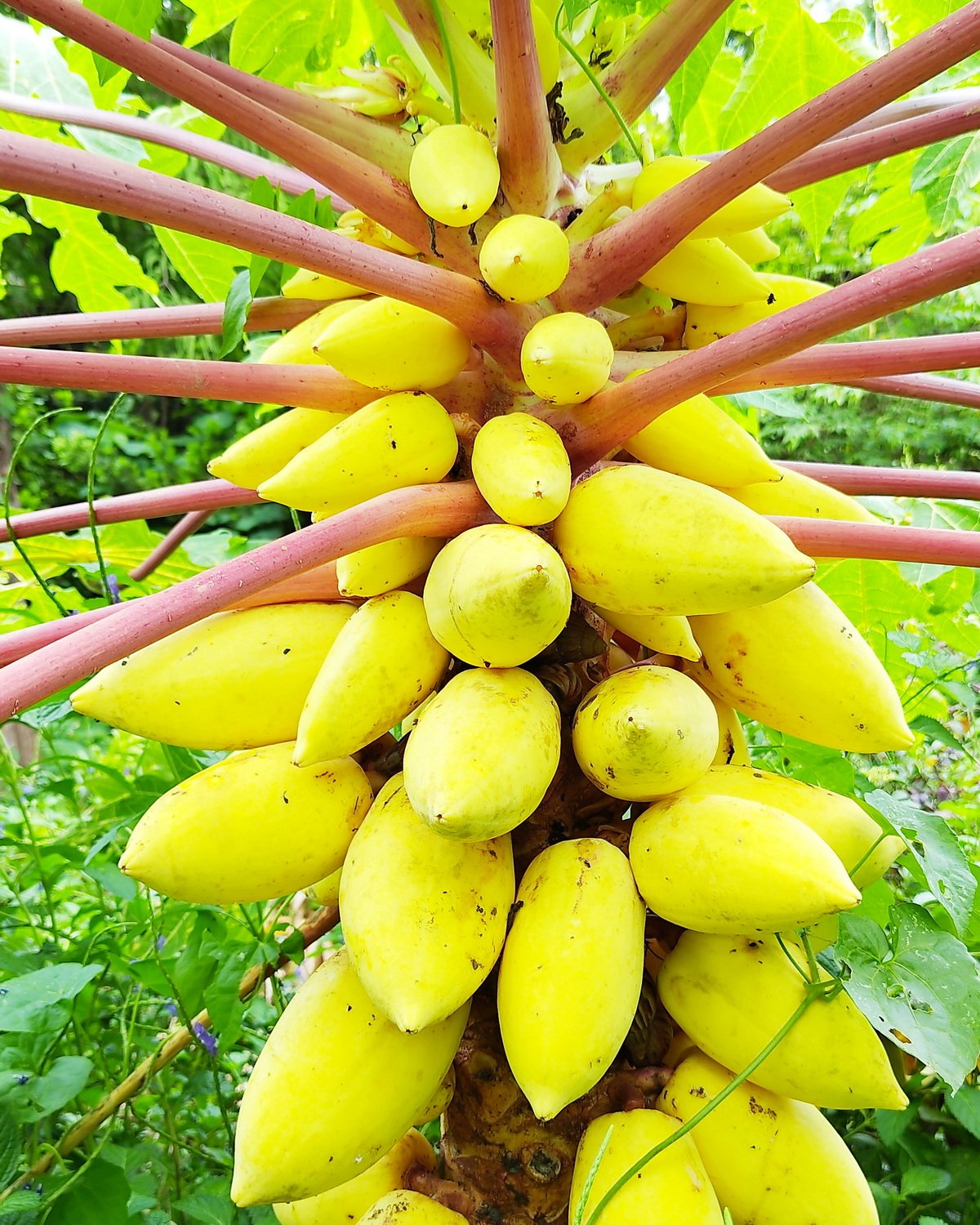 𝘊𝘢𝘳𝘪𝘤𝘢 𝘱𝘢𝘱𝘢𝘺𝘢 ‘Yellow Krabi’ 紅柄黃金番木瓜