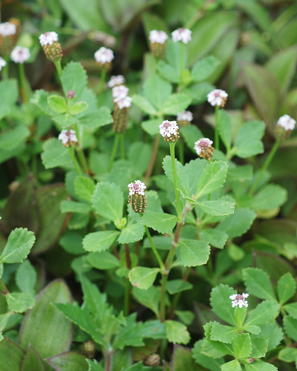 𝘗𝘩𝘺𝘭𝘢 𝘯𝘰𝘥𝘪𝘧𝘭𝘰𝘳𝘢 鴨舌癀