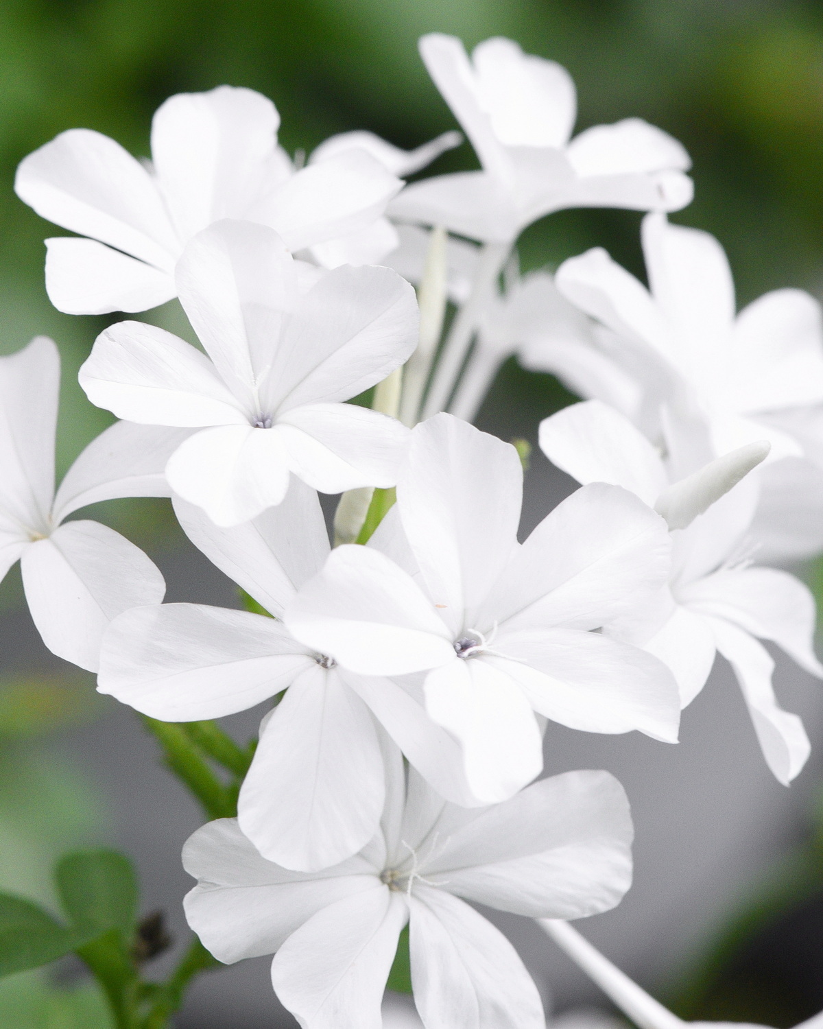 𝘗𝘭𝘶𝘮𝘣𝘢𝘨𝘰 𝘢𝘶𝘳𝘪𝘤𝘶𝘭𝘢𝘵𝘢 f. 𝘢𝘭𝘣𝘢 白雪花