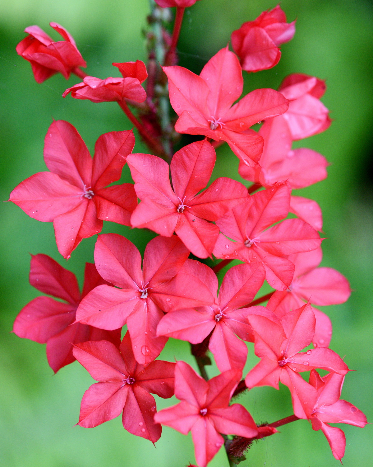 𝘗𝘭𝘶𝘮𝘣𝘢𝘨𝘰 𝘪𝘯𝘥𝘪𝘤𝘢 紅雪花