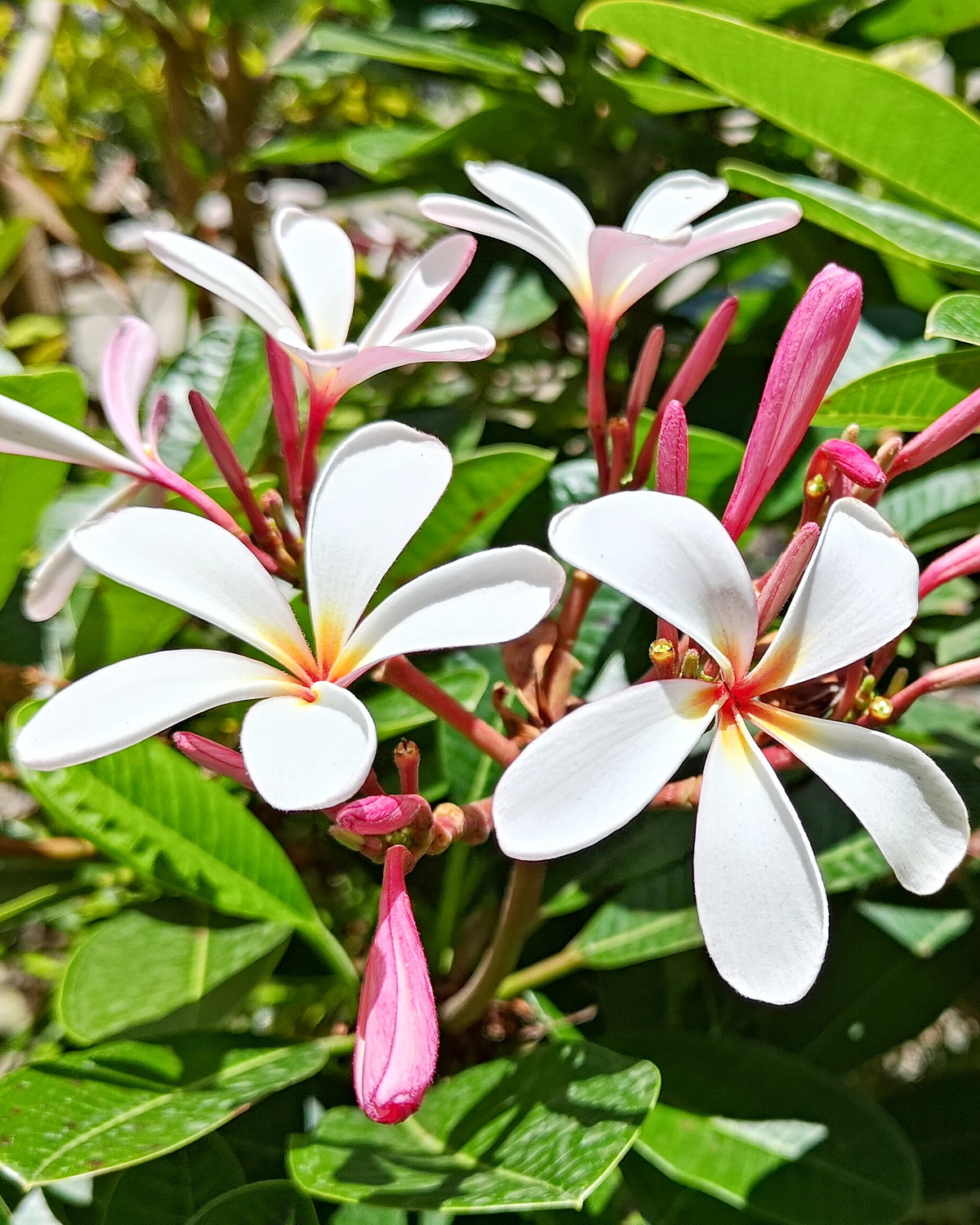 Plumeria obtusa 'Dwarf Singapore Pink'