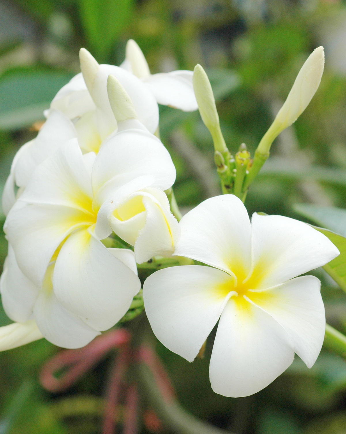 𝘗𝘭𝘶𝘮𝘦𝘳𝘪𝘢 𝘰𝘣𝘵𝘶𝘴𝘢 鈍葉緬梔