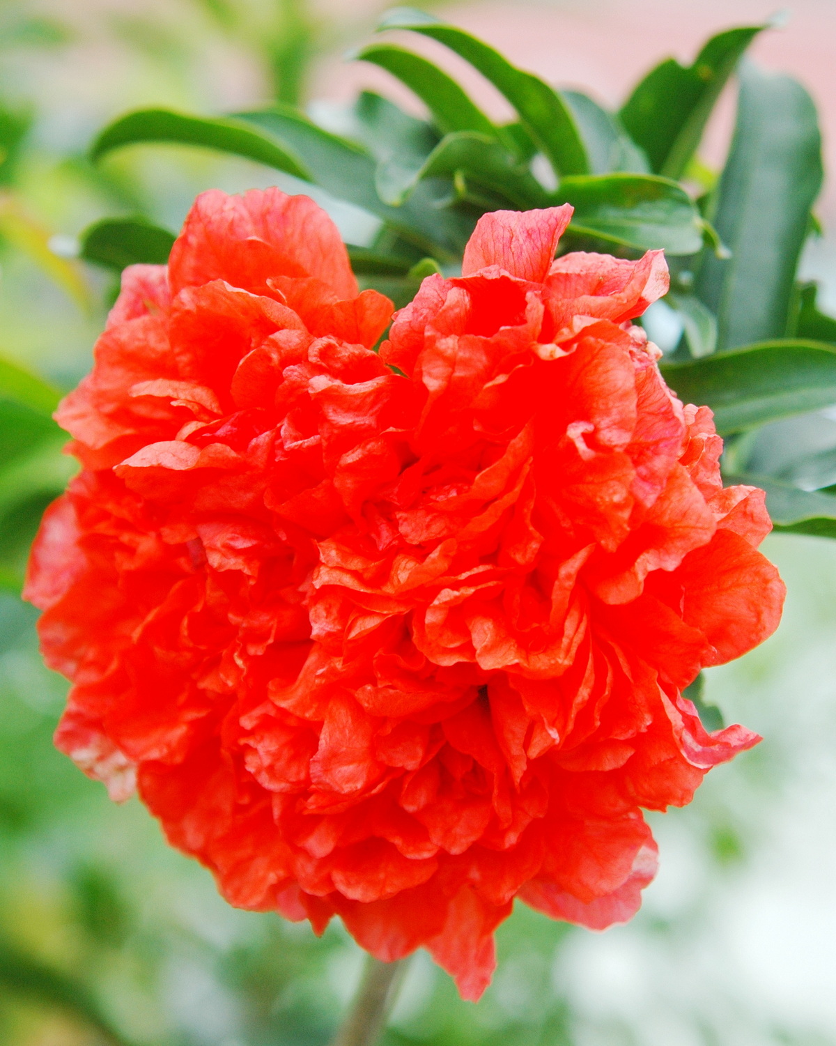 𝘗𝘶𝘯𝘪𝘤𝘢 𝘨𝘳𝘢𝘯𝘢𝘵𝘶𝘮 ‘Flore Pleno’ 重瓣石榴