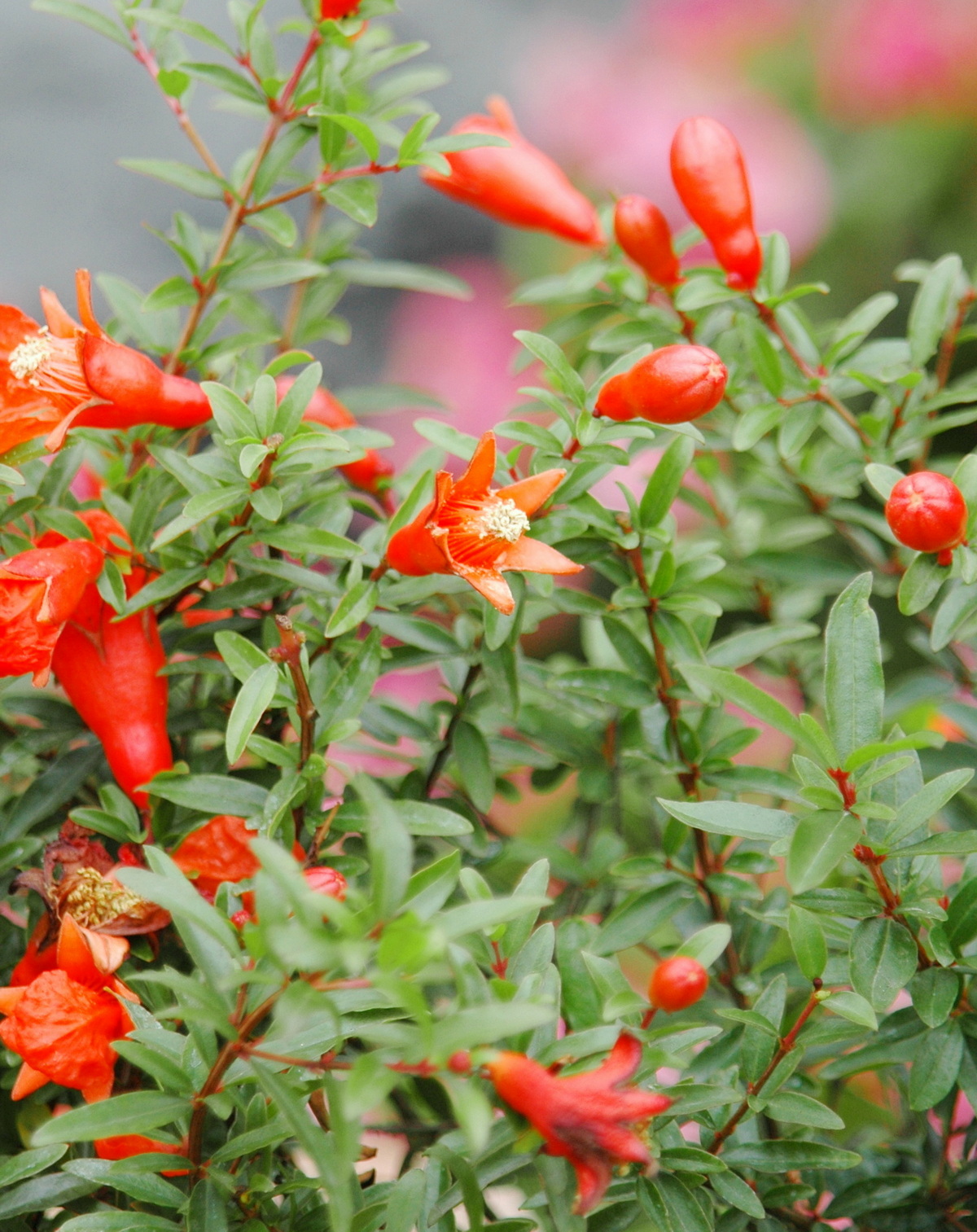 𝘗𝘶𝘯𝘪𝘤𝘢 𝘨𝘳𝘢𝘯𝘢𝘵𝘶𝘮 ‘Nana’ 矮性石榴