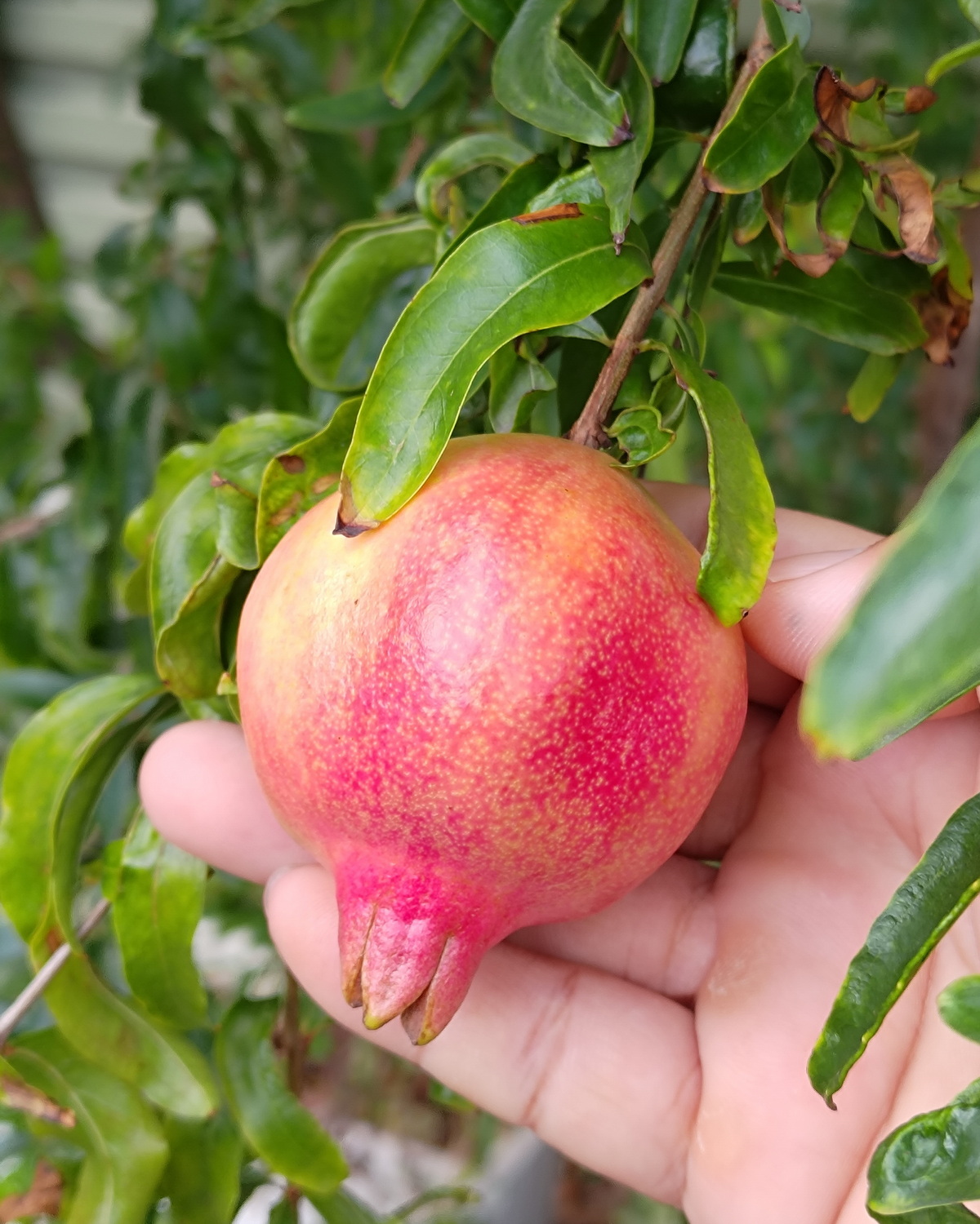 𝘗𝘶𝘯𝘪𝘤𝘢 𝘨𝘳𝘢𝘯𝘢𝘵𝘶𝘮 石榴