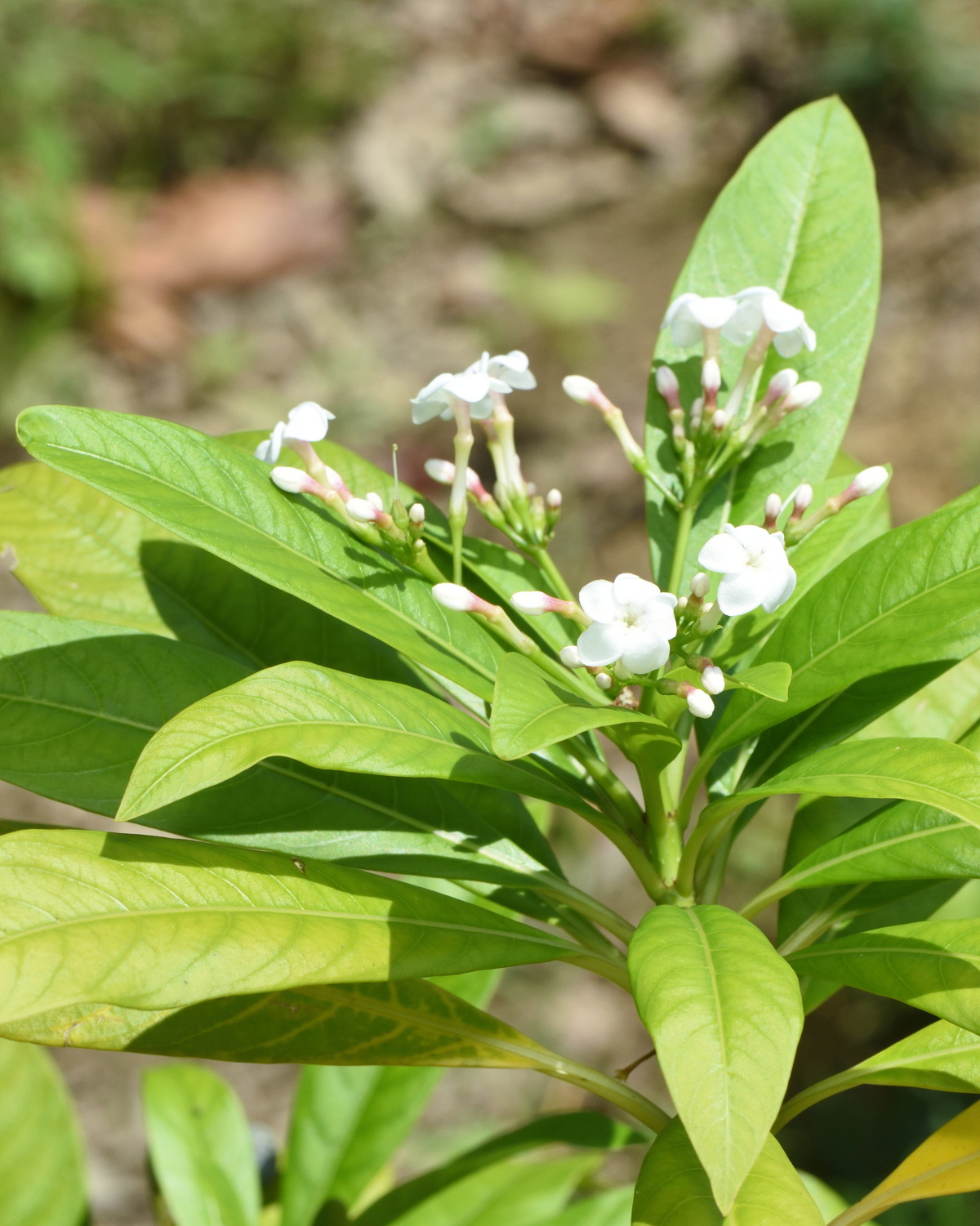 𝘙𝘢𝘶𝘷𝘰𝘭𝘧𝘪𝘢 𝘷𝘦𝘳𝘵𝘪𝘤𝘪𝘭𝘭𝘢𝘵𝘢 羅芙木