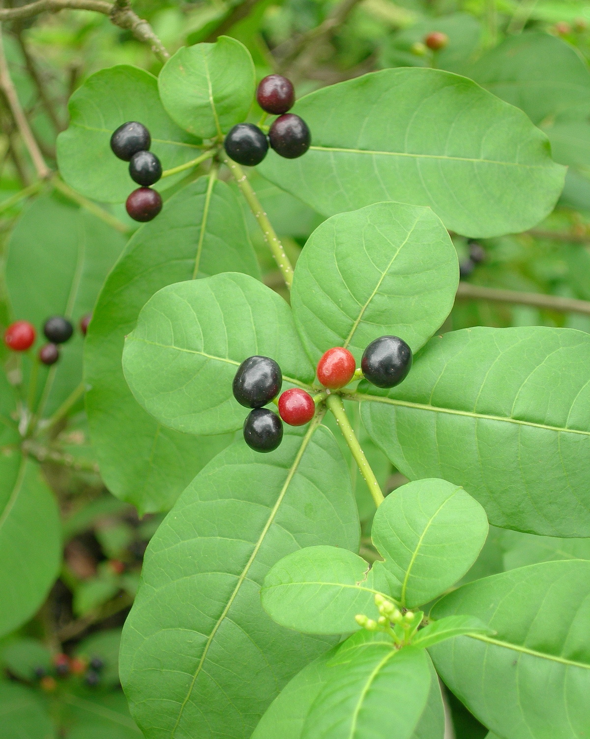 𝘙𝘢𝘶𝘷𝘰𝘭𝘧𝘪𝘢 𝘵𝘦𝘵𝘳𝘢𝘱𝘩𝘺𝘭𝘭𝘢 四葉羅芙木