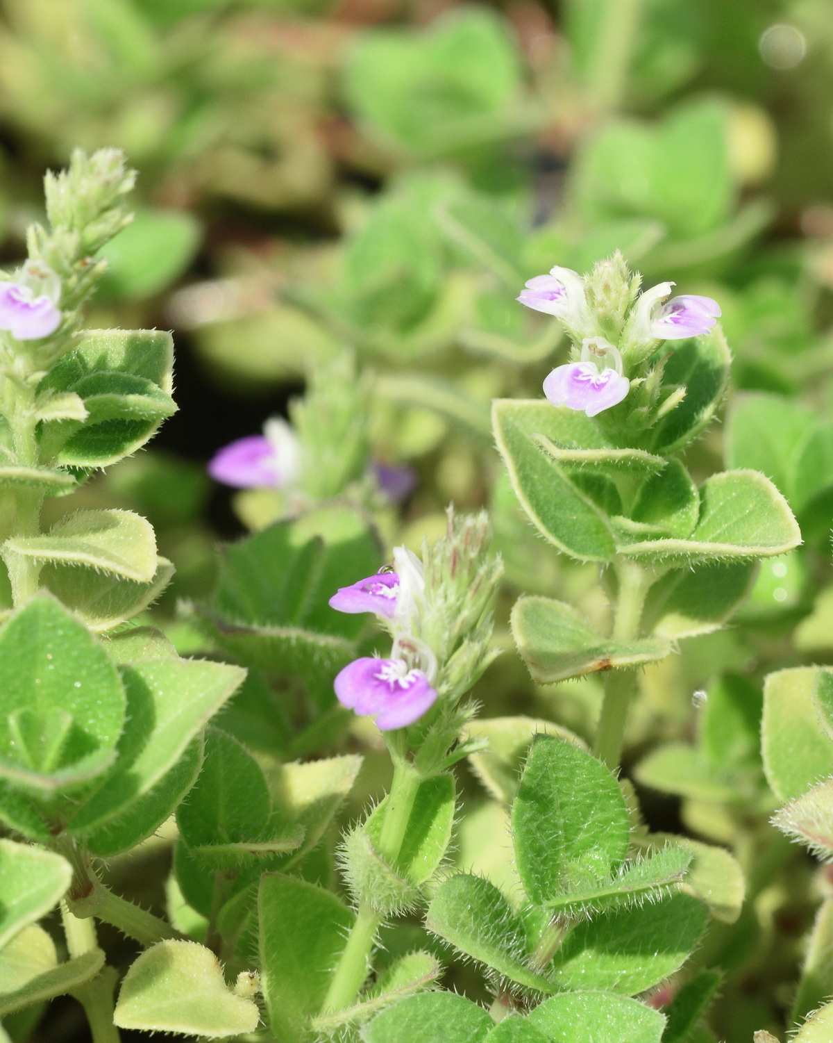 𝘙𝘰𝘴𝘵𝘦𝘭𝘭𝘶𝘭𝘢𝘳𝘪𝘢 𝘩𝘢𝘺𝘢𝘵𝘢𝘦 早田氏爵床