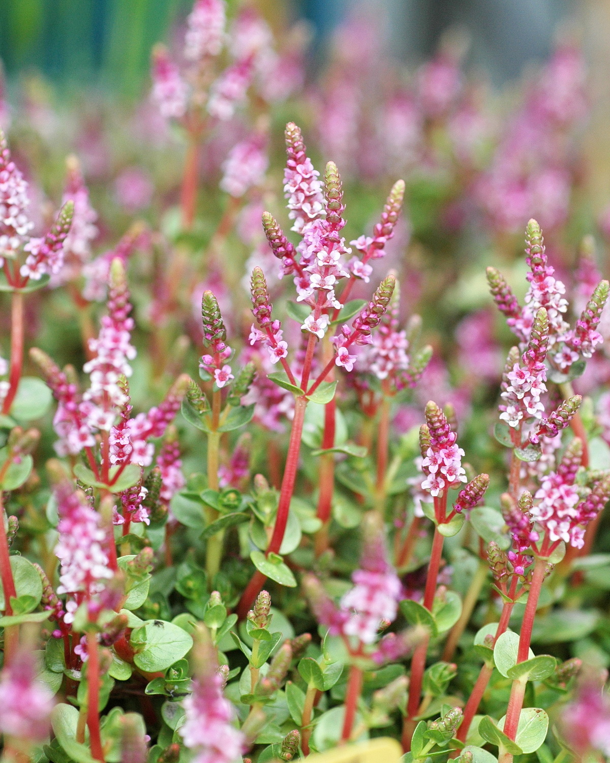 𝘙𝘰𝘵𝘢𝘭𝘢 𝘳𝘰𝘵𝘶𝘯𝘥𝘪𝘧𝘰𝘭𝘪𝘢 水豬母乳