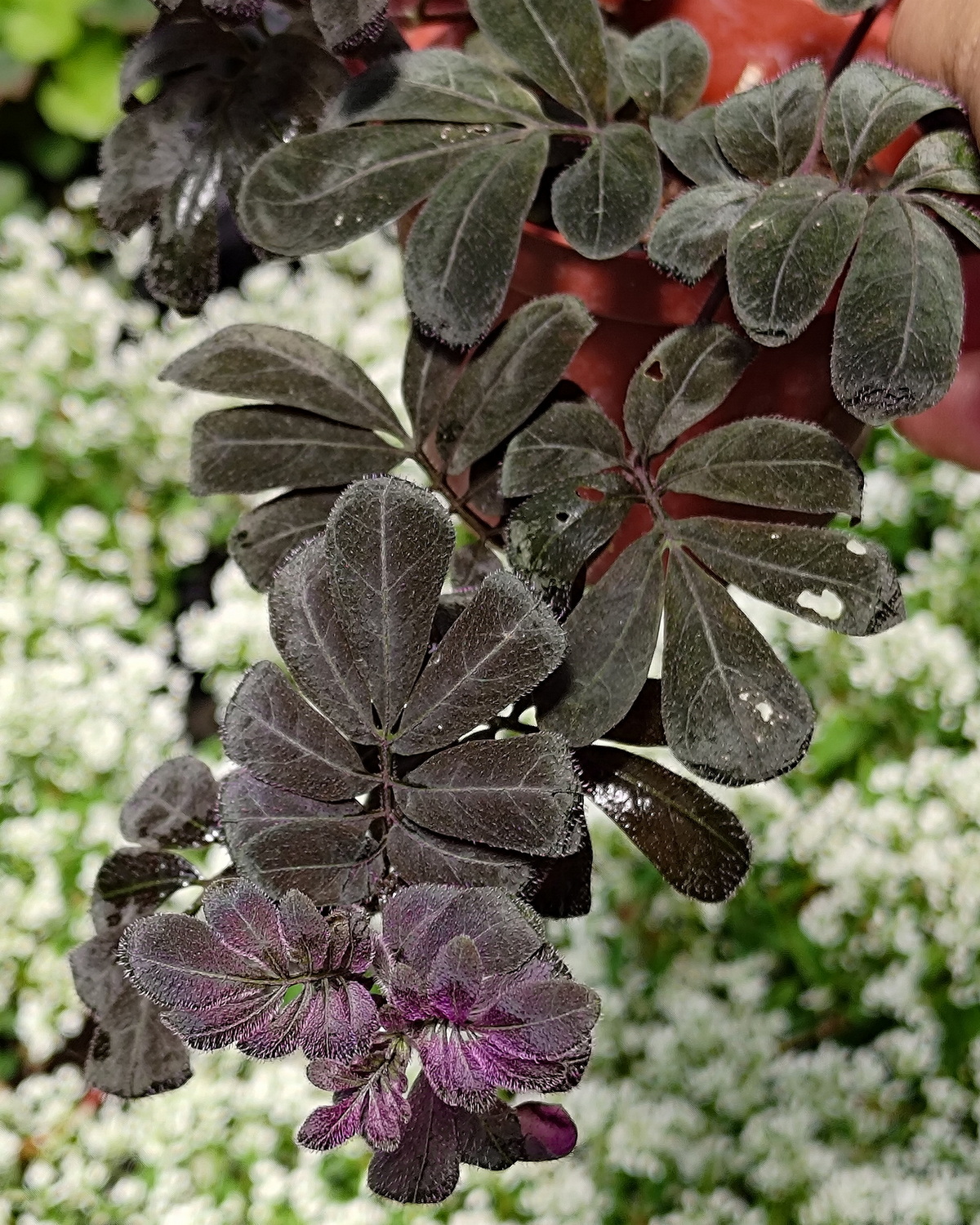 𝘚𝘰𝘭𝘢𝘯𝘶𝘮 𝘶𝘭𝘦𝘢𝘯𝘶𝘮 厄瓜多茄