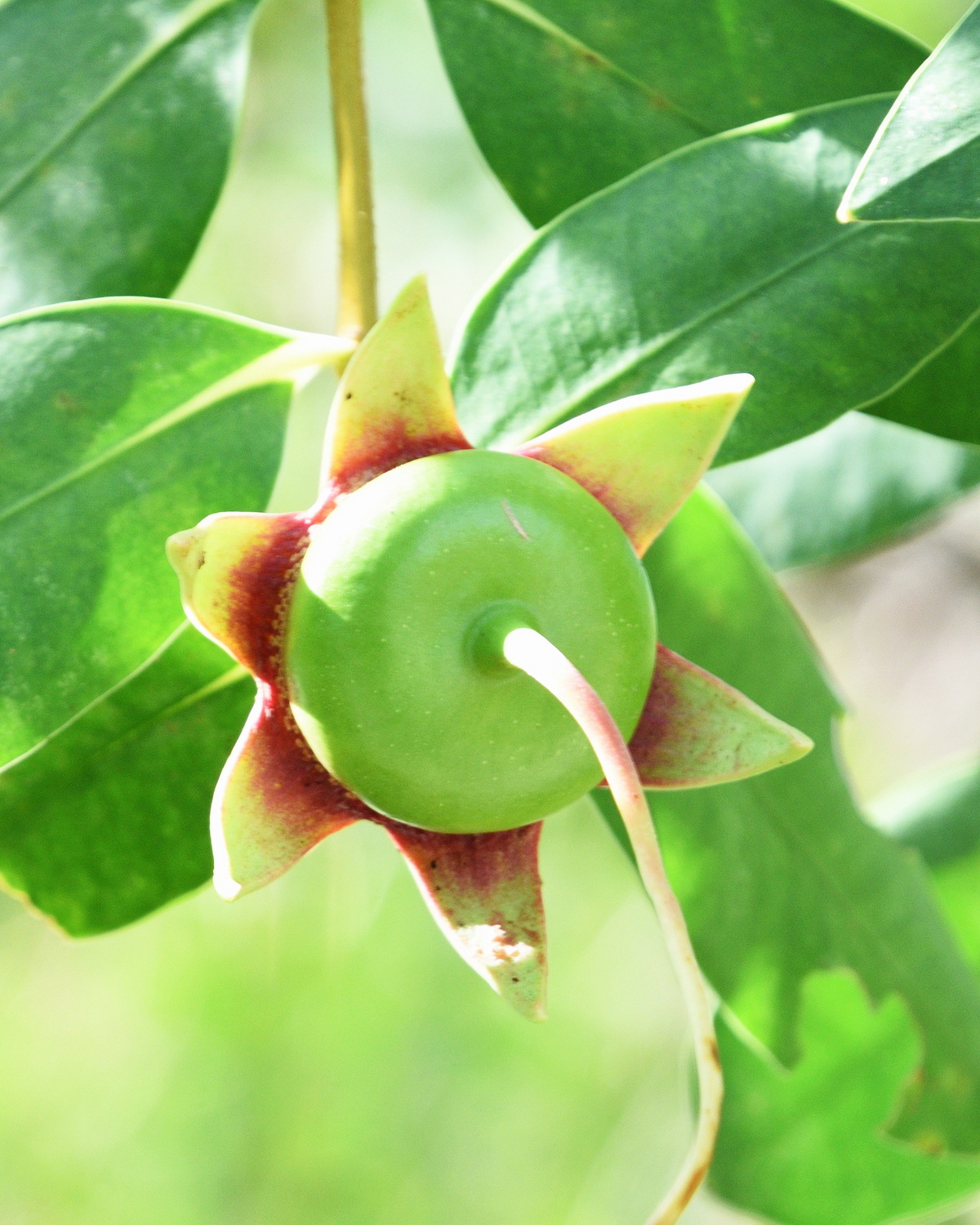 Sonneratia caseolaris