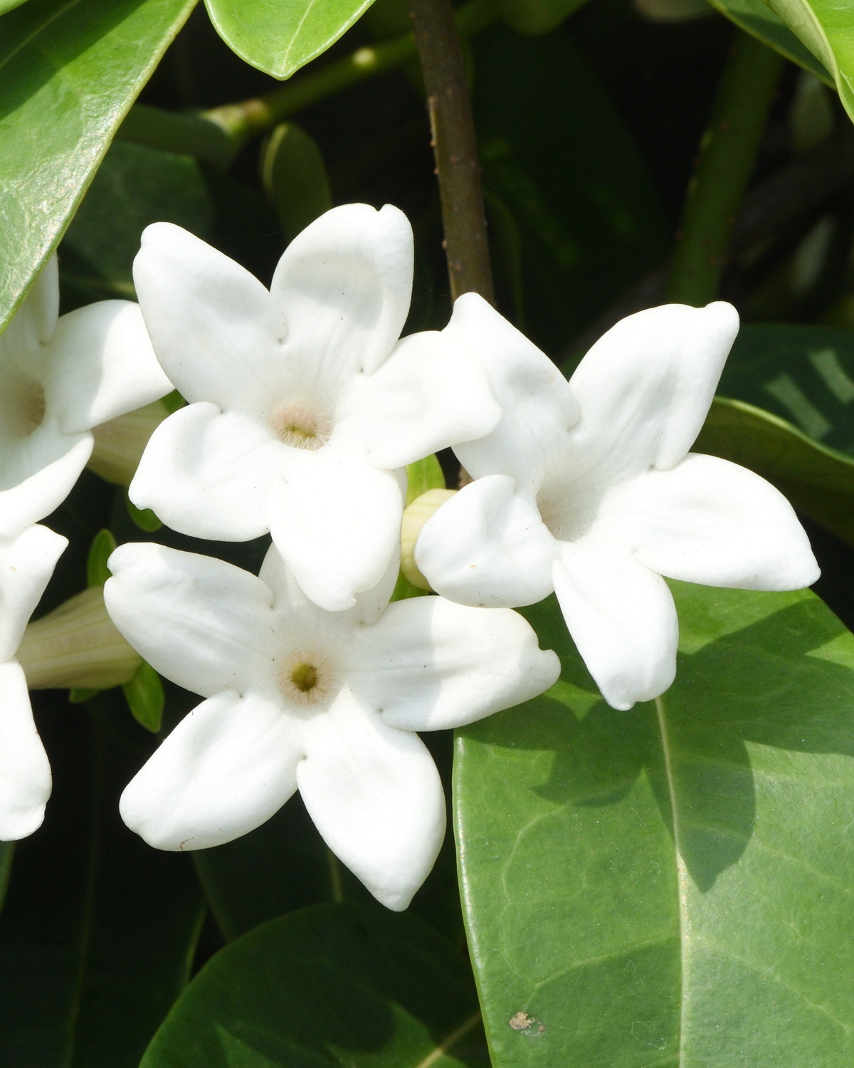 𝘚𝘵𝘦𝘱𝘩𝘢𝘯𝘰𝘵𝘪𝘴 𝘧𝘭𝘰𝘳𝘪𝘣𝘶𝘯𝘥𝘢 馬達加斯加茉莉