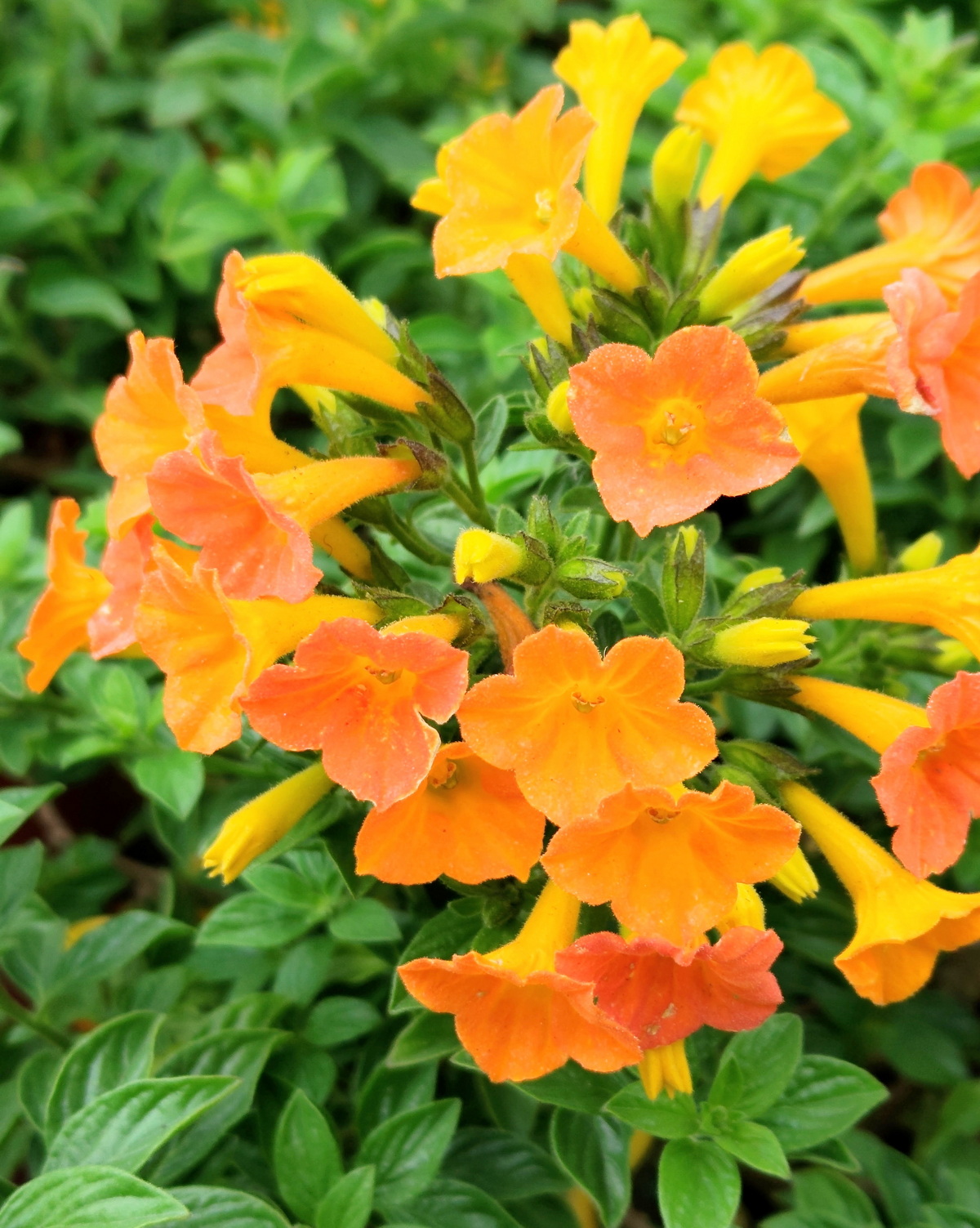 𝘚𝘵𝘳𝘦𝘱𝘵𝘰𝘴𝘰𝘭𝘦𝘯 𝘫𝘢𝘮𝘦𝘴𝘰𝘯𝘪𝘪 果醬木