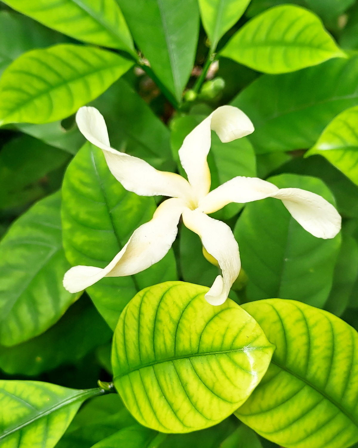 𝘛𝘢𝘣𝘦𝘳𝘯𝘢𝘦𝘮𝘰𝘯𝘵𝘢𝘯𝘢 𝘢𝘧𝘳𝘪𝘤𝘢𝘯𝘢 非洲馬蹄花