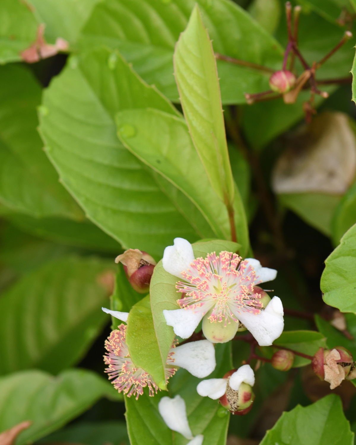 𝘛𝘦𝘵𝘳𝘢𝘤𝘦𝘳𝘢 𝘪𝘯𝘥𝘪𝘤𝘢 錫葉藤