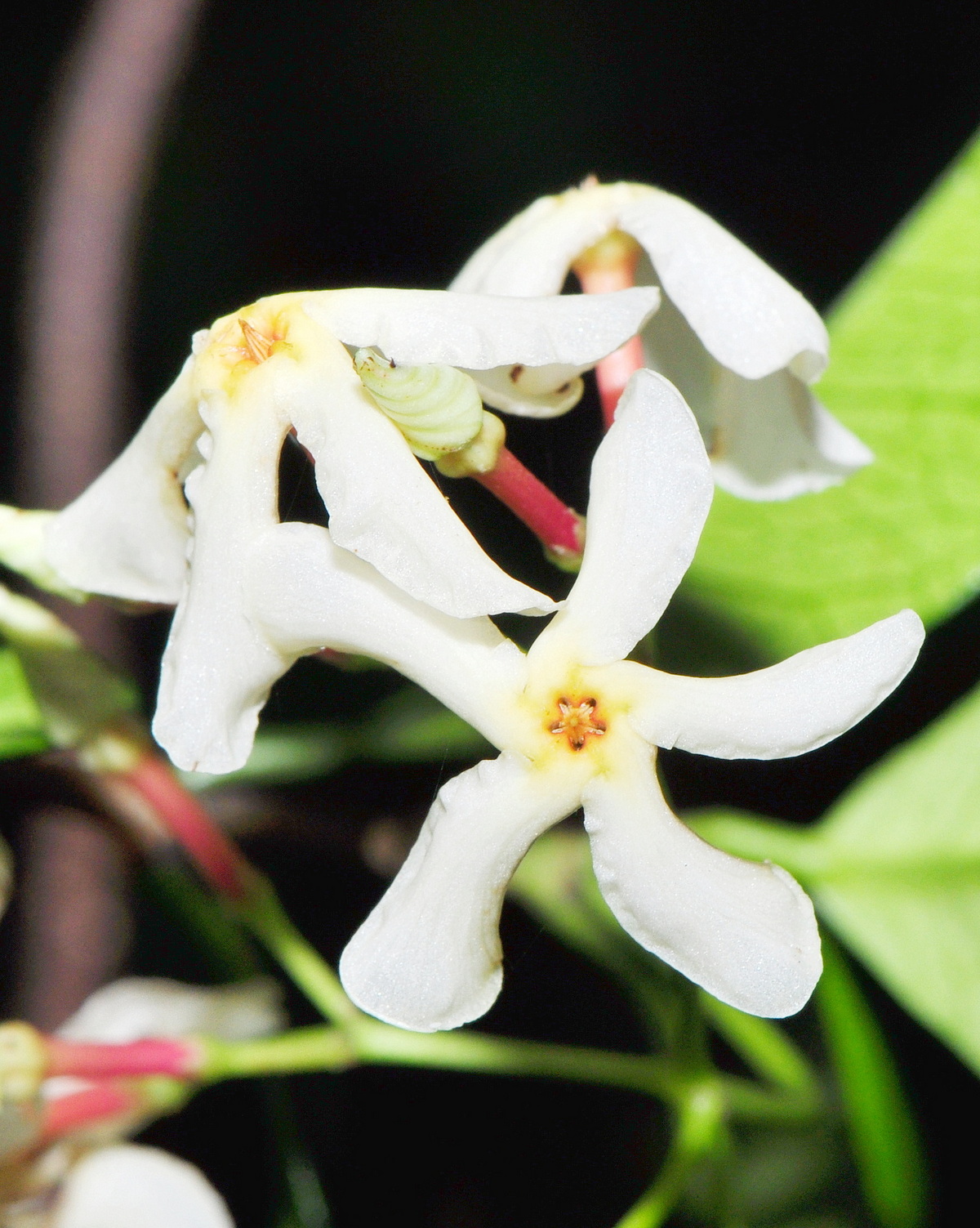 𝘛𝘳𝘢𝘤𝘩𝘦𝘭𝘰𝘴𝘱𝘦𝘳𝘮𝘶𝘮 𝘢𝘴𝘪𝘢𝘵𝘪𝘤𝘶𝘮 細梗絡石